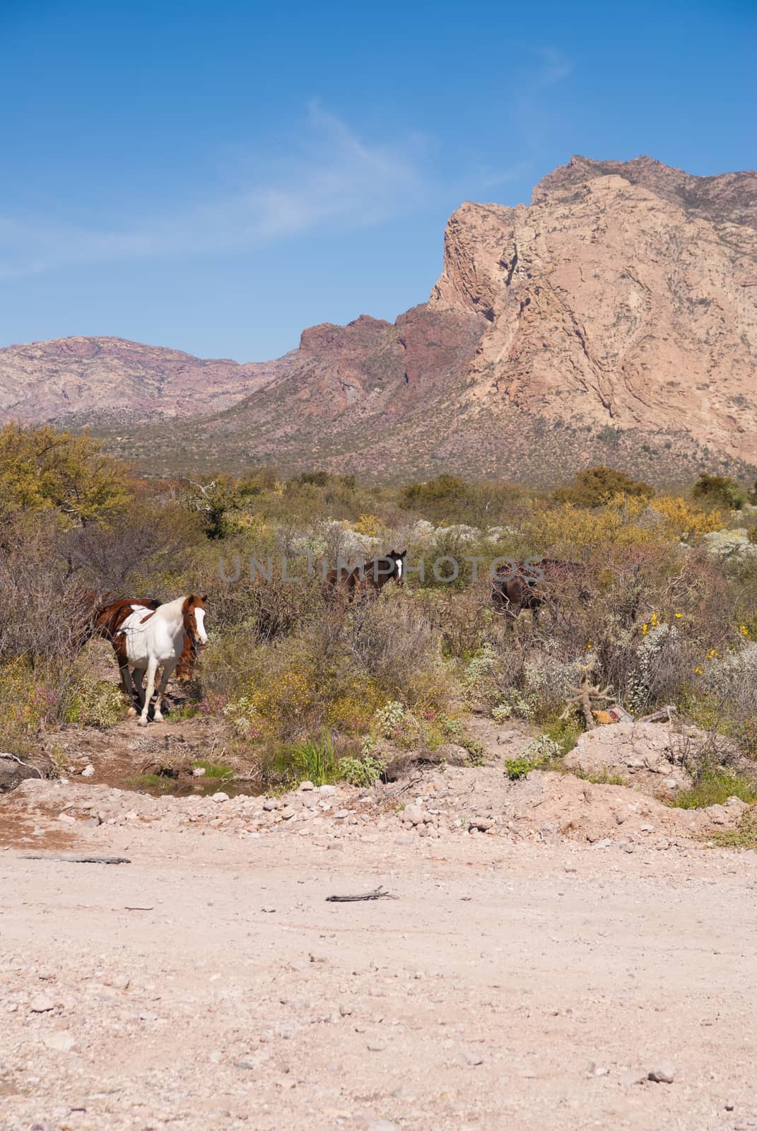 Wild horses in mountainous desert by emattil