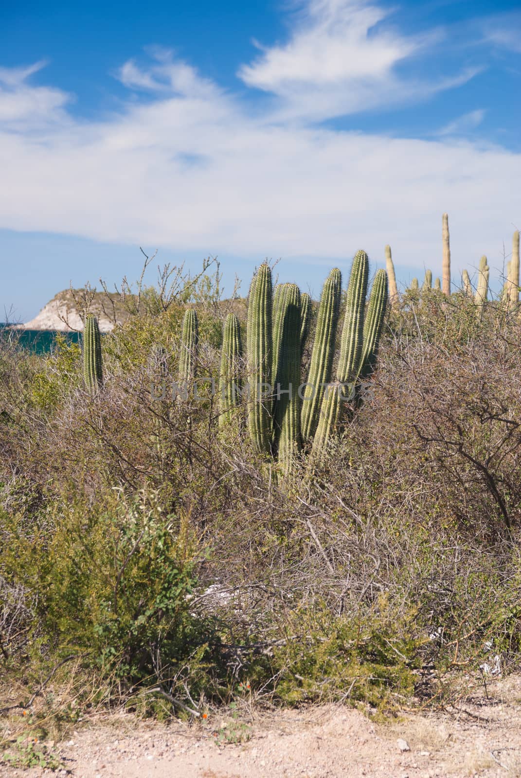 Organpipe Cactus in coastal Sonora desert Mexico by emattil