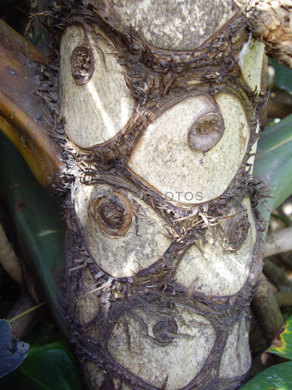 Pattern of trimmed palm tree bark