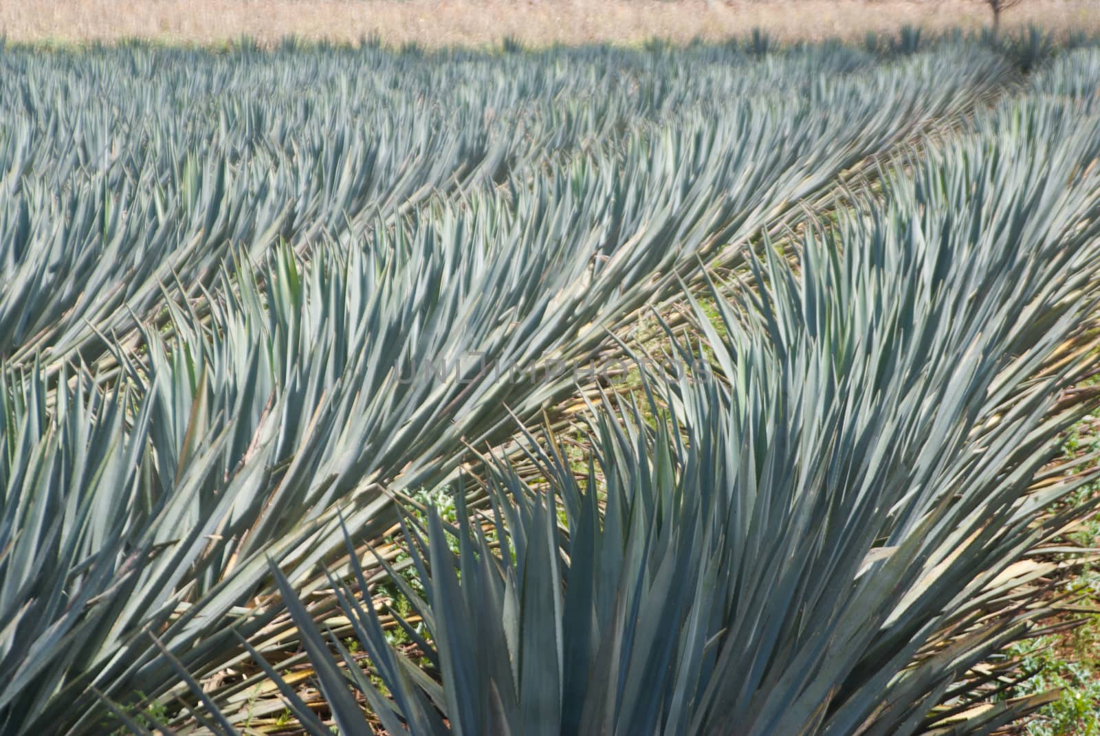 Agave blowing in the wind by emattil