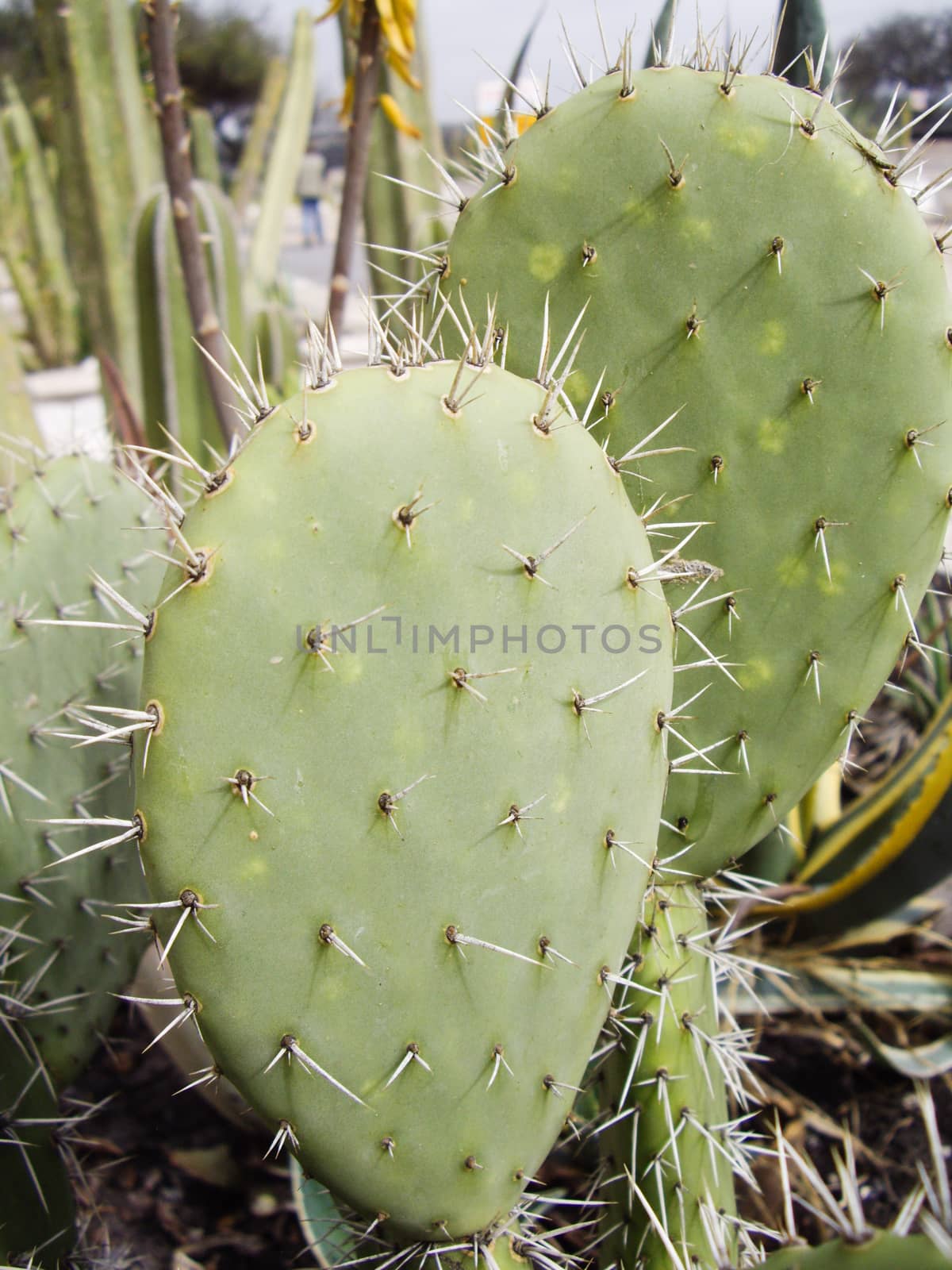 Desert cactus with spines