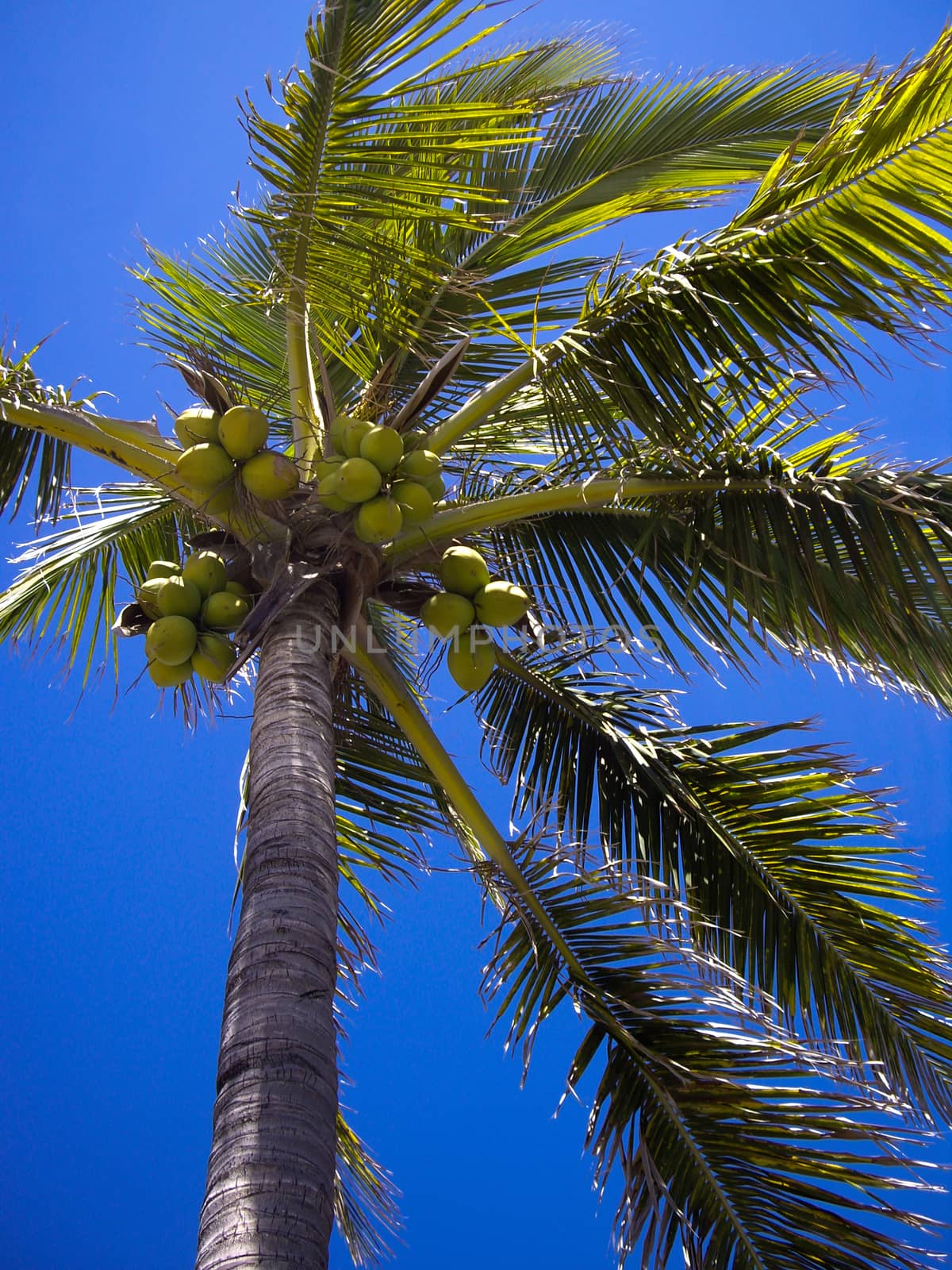 Tropical Coconuts by emattil