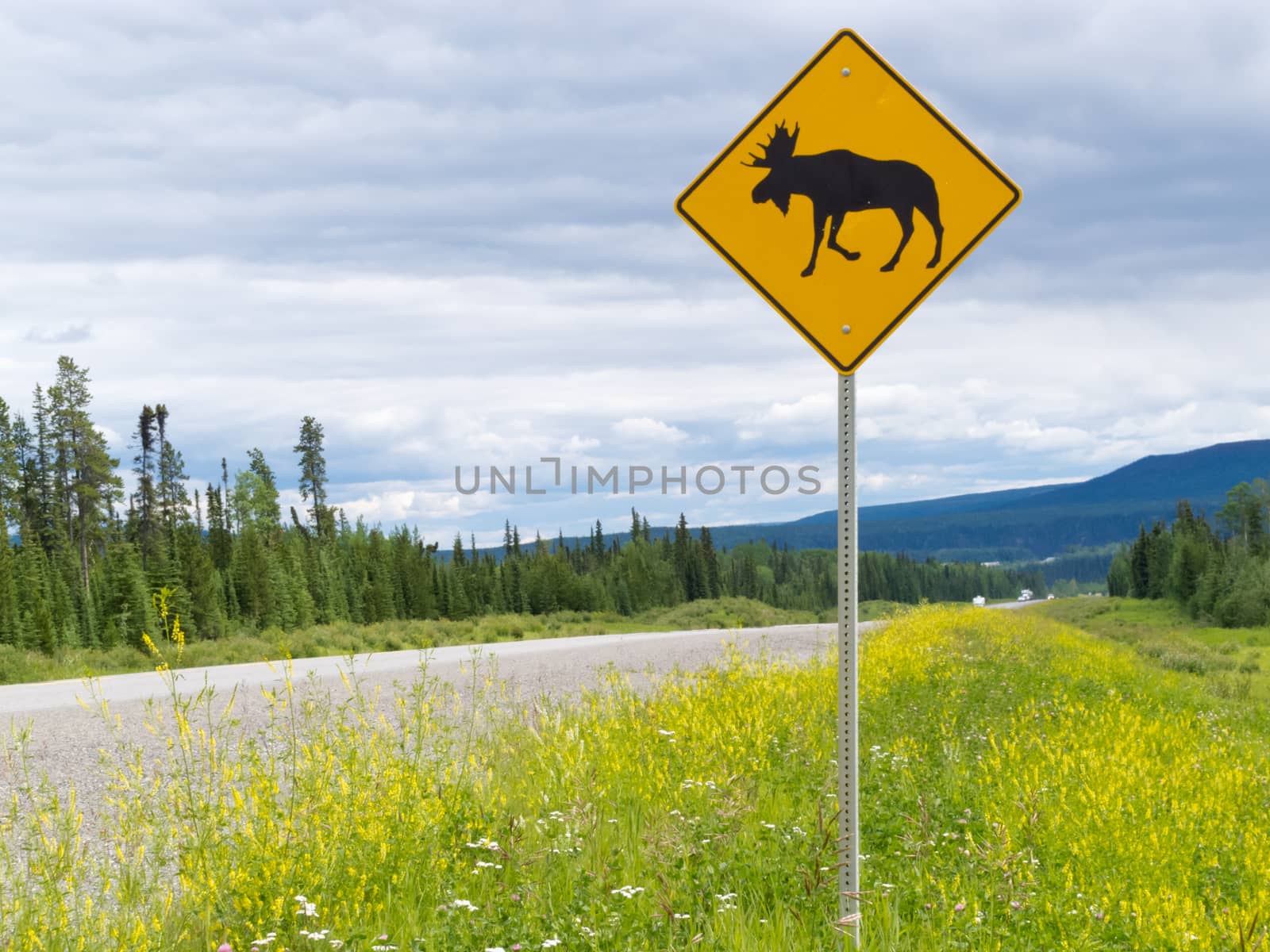 Yellow diamond traffic road sign warning, Attention moose crossing, posted alongside a scenic rural country road in lush countryside