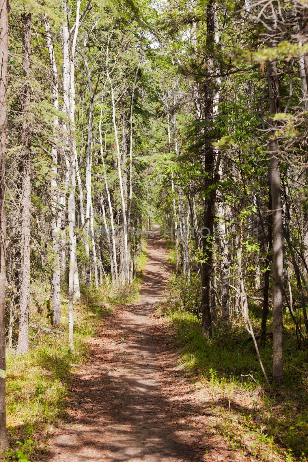 Taiga boreal forest summer trail aspen trees by PiLens