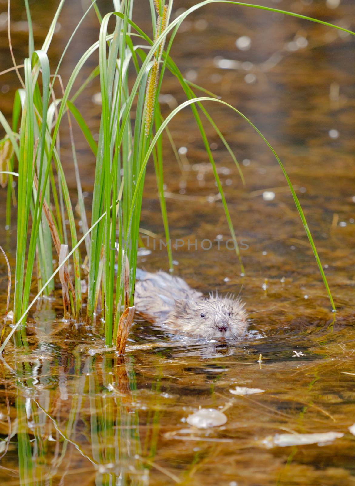 Semiaquatic rodent Muskrat, Ondatra zibethicus, swimming between sedges on surface of swampy pond