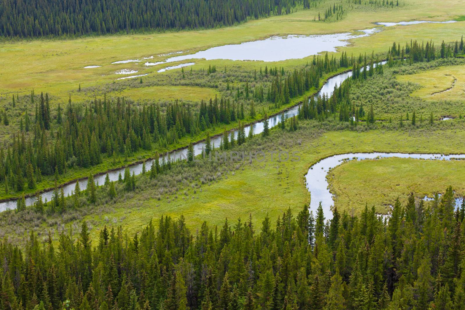 Aerial view of small river flowing through green marshy riparian wetland landscape in Alberta foothills, Canada