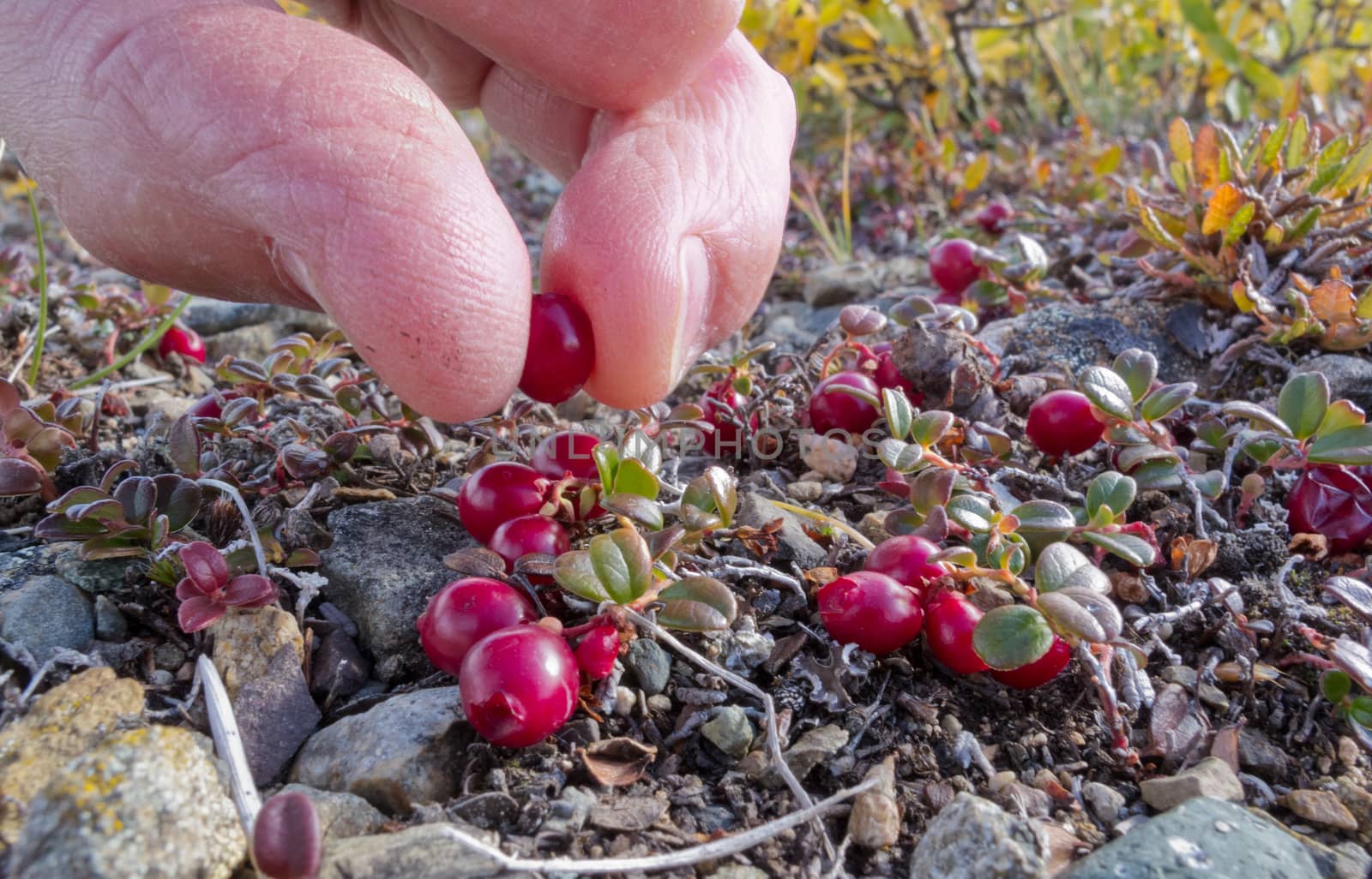 Harvest of ripe red low-bush cranberries, lingonberry, or partridgeberry, Vaccinium vitis-idaea, with bare fingers in alpine tundra