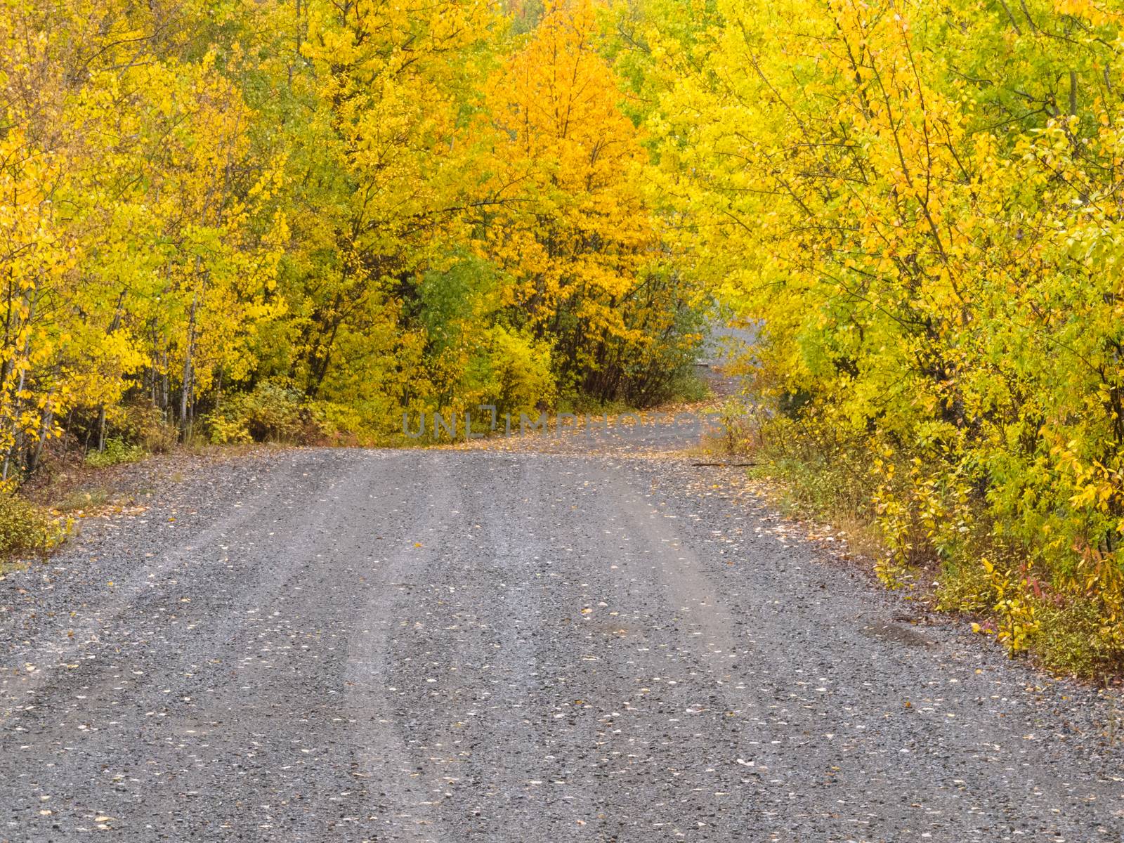 Empty dirt road through autumn gold fall colored boreal forest taiga leading into foggy mountain range, Yukon Territory, Canada