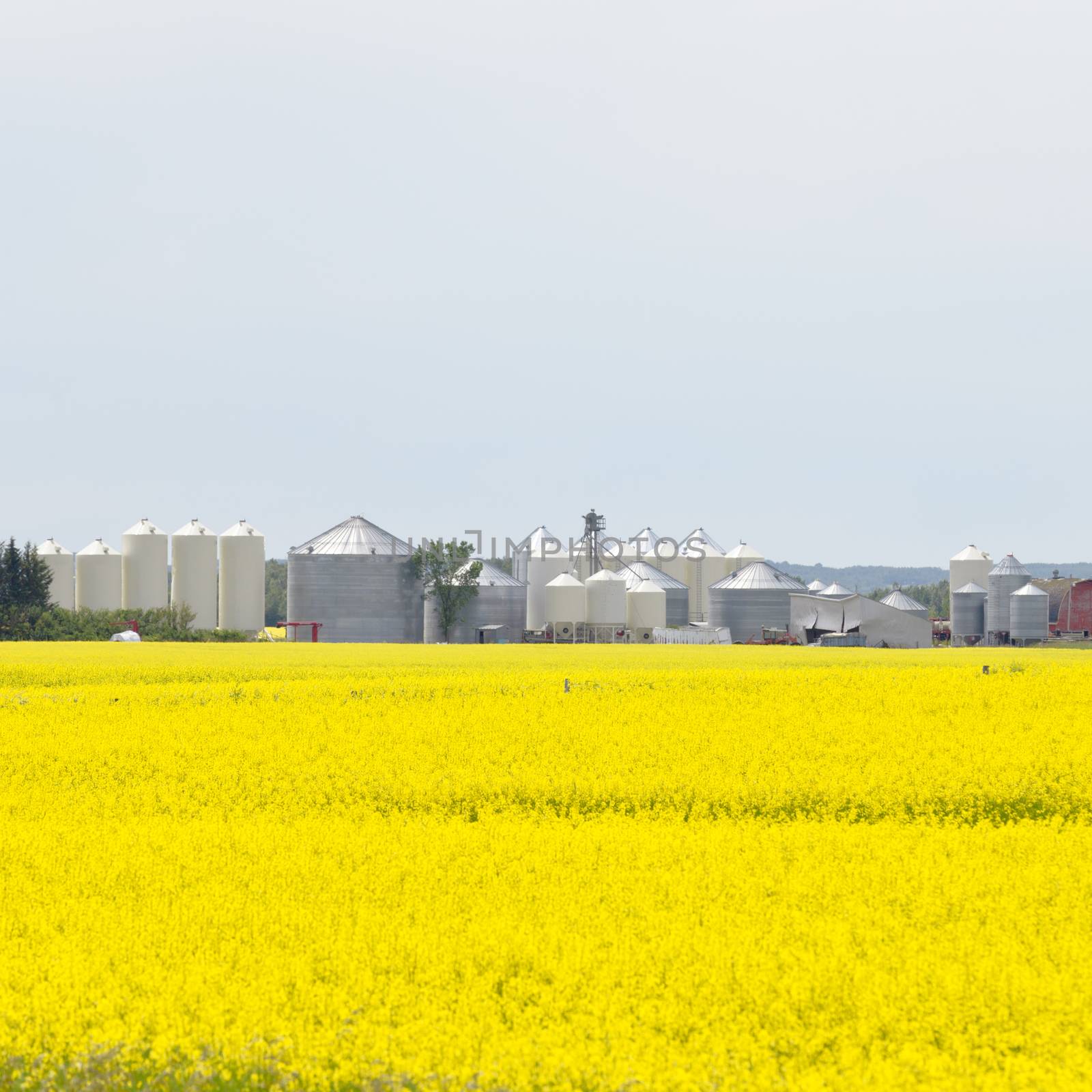 Grain silos canola rapeseed agriculture field by PiLens