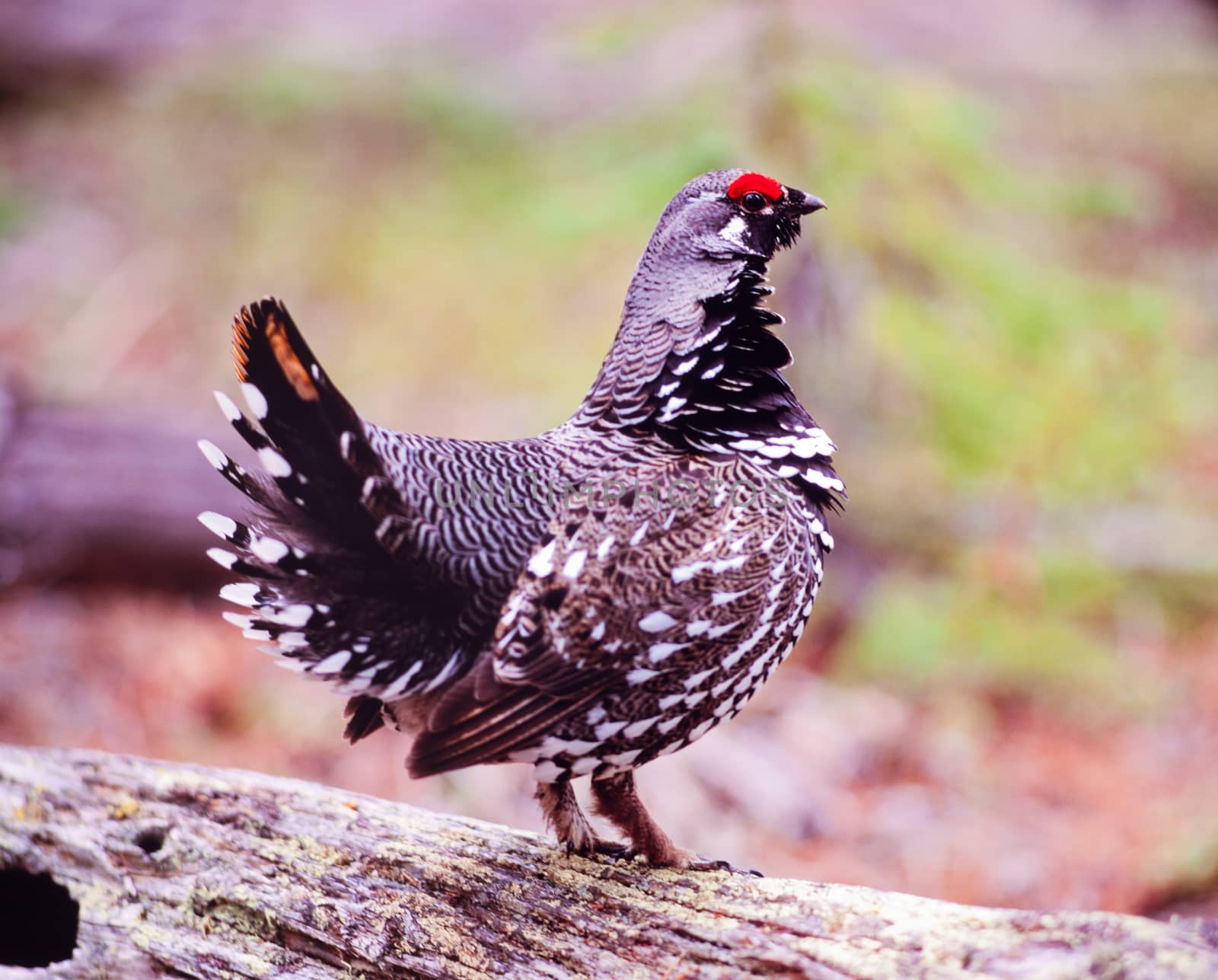 Male Spruce Grouse Dendragapus canadensis posing by PiLens