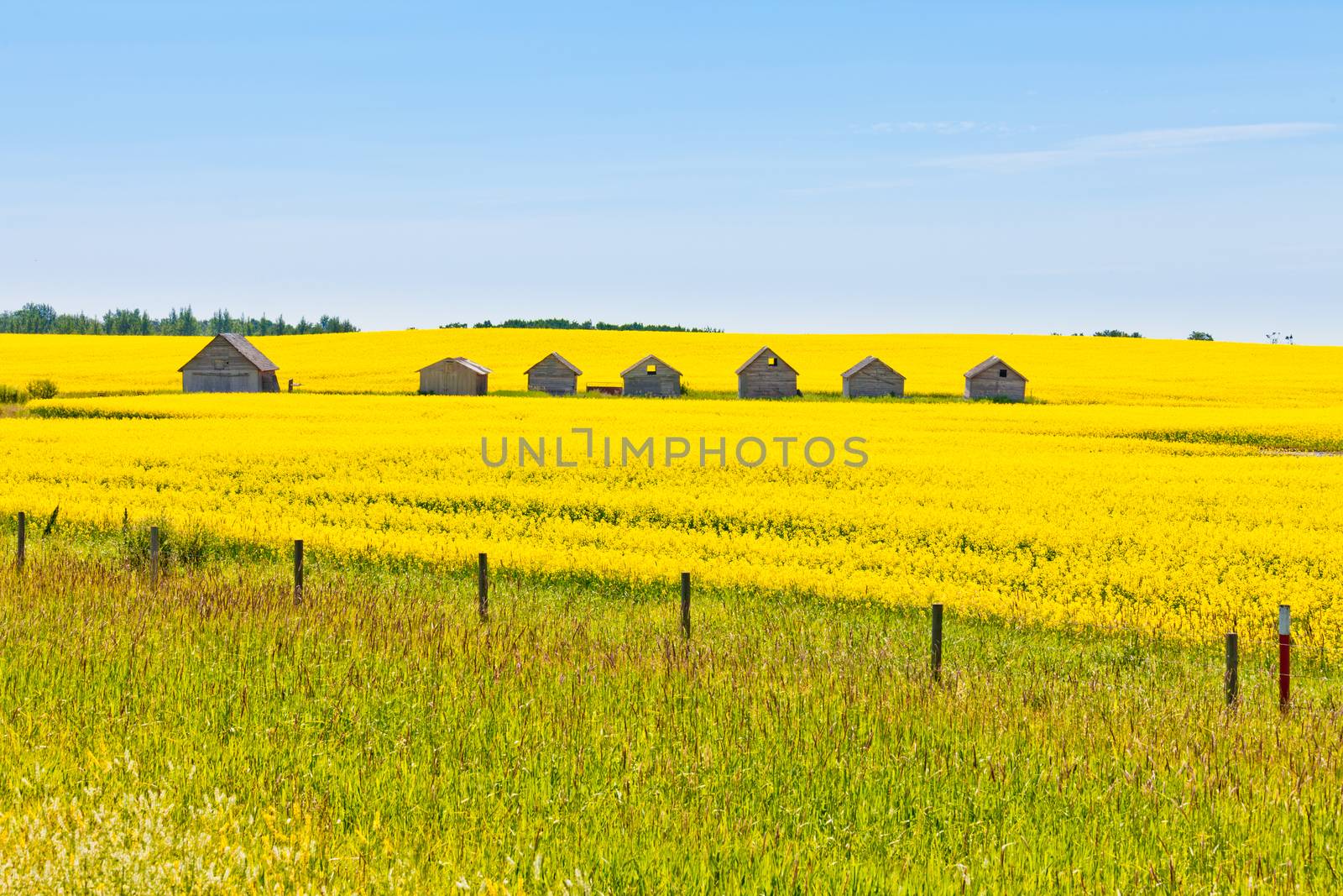 Old obsolete farm huts row lined up in field of bright yellow canola rapeseed with neutral sky in Alberta Canada
