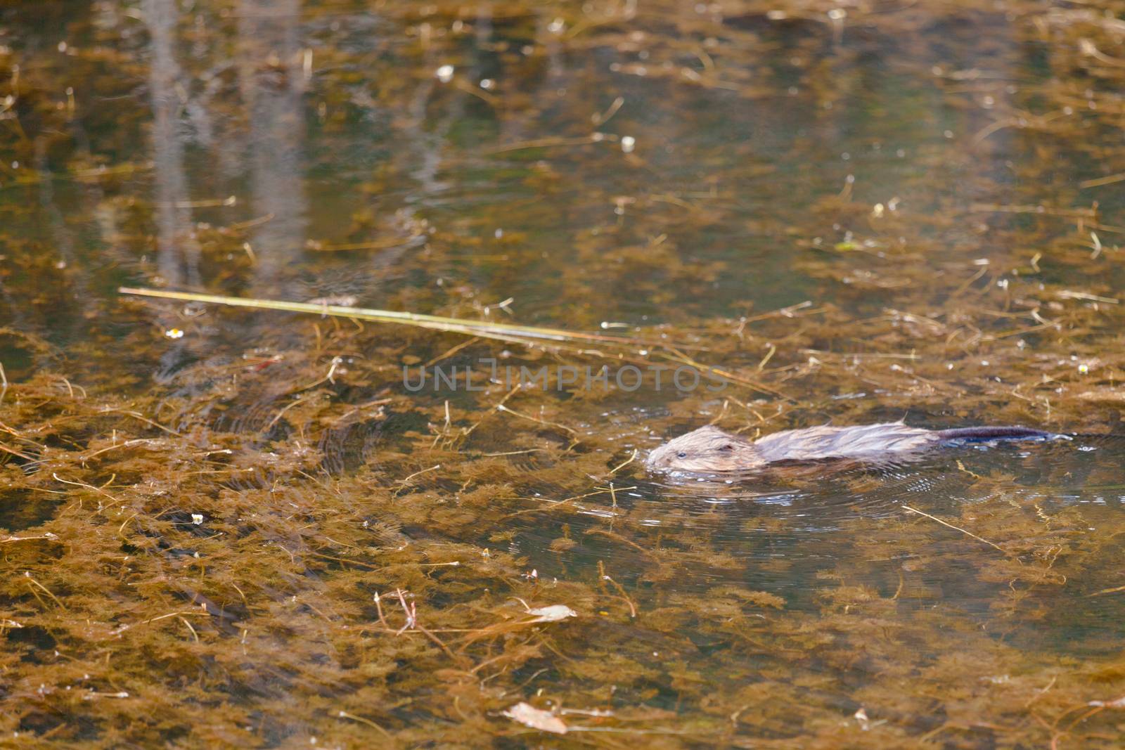 Semiaquatic rodent Muskrat, Ondatra zibethicus, swimming on surface of swampy pond in wetland habitat