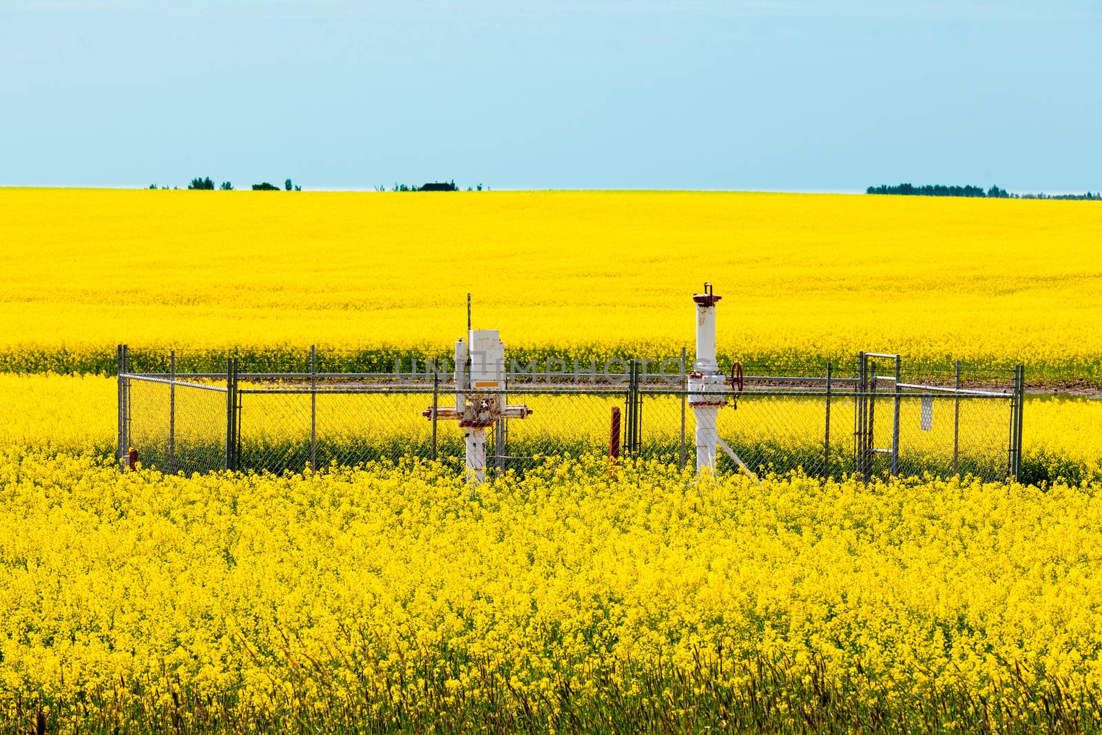 Natural gas wellheads in yellow blooming canola rapeseed field agricultural farmland in Alberta, Canada
