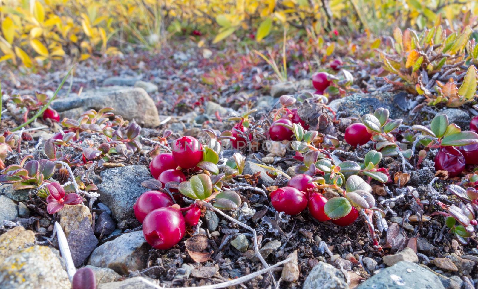 Ripe red low-bush cranberries, lingonberry, or partridgeberry, Vaccinium vitis-idaea, on dwarfed plants in alpine tundra
