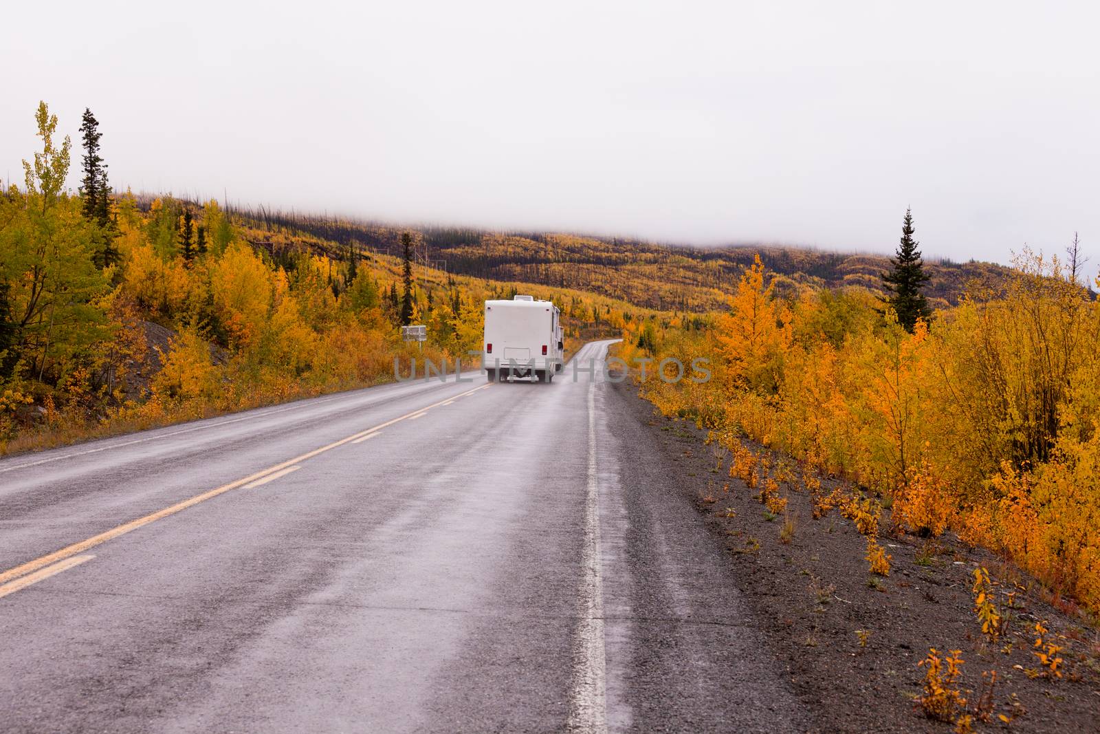 Camper van drives on highway with autumn or fall colorful yellow foliage of boreal forest taiga of yukon Territory, Canada