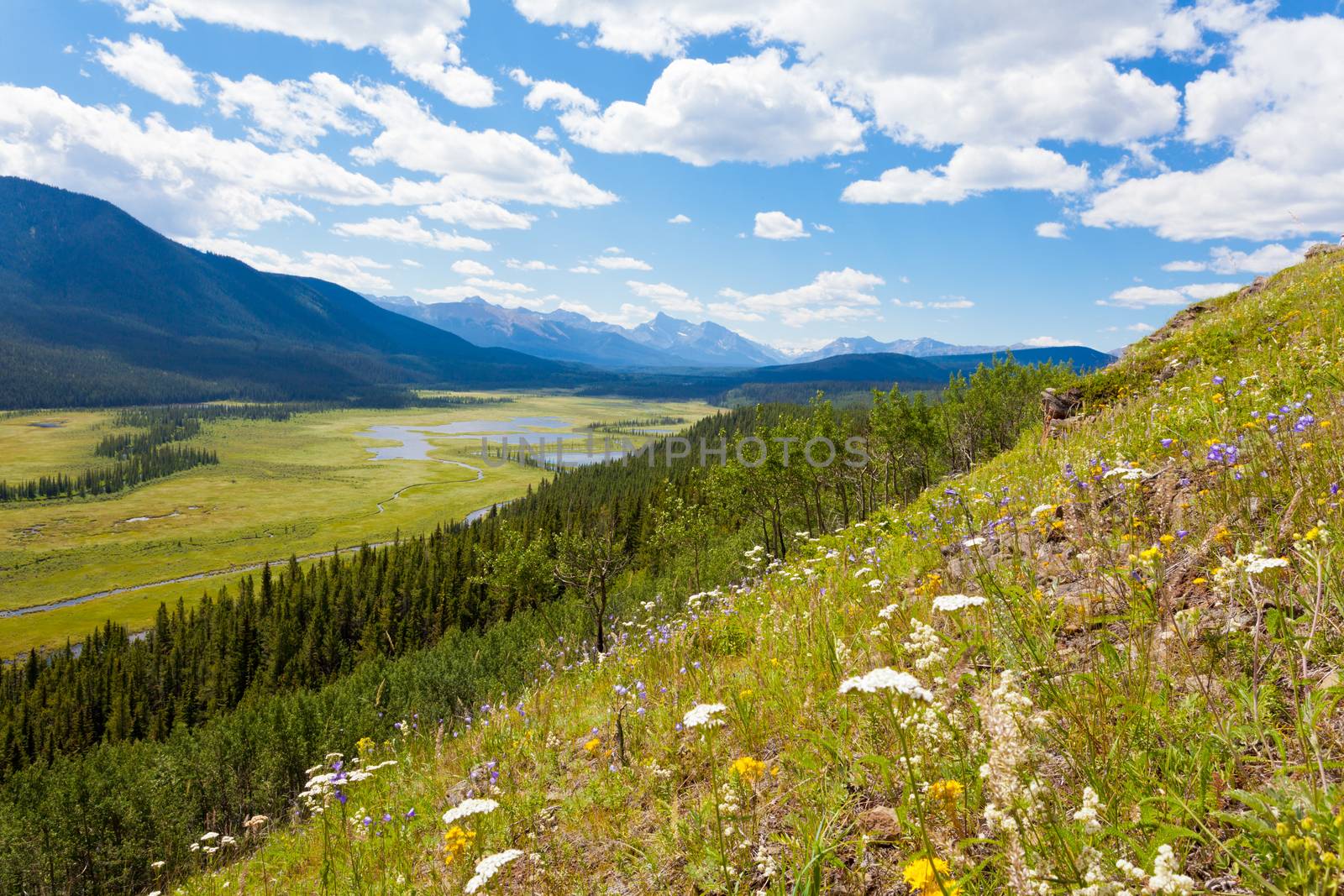 Mountain valley riparian wetland in Willmore Wilderness Park, Alberta, Canada, nature habitat landscape