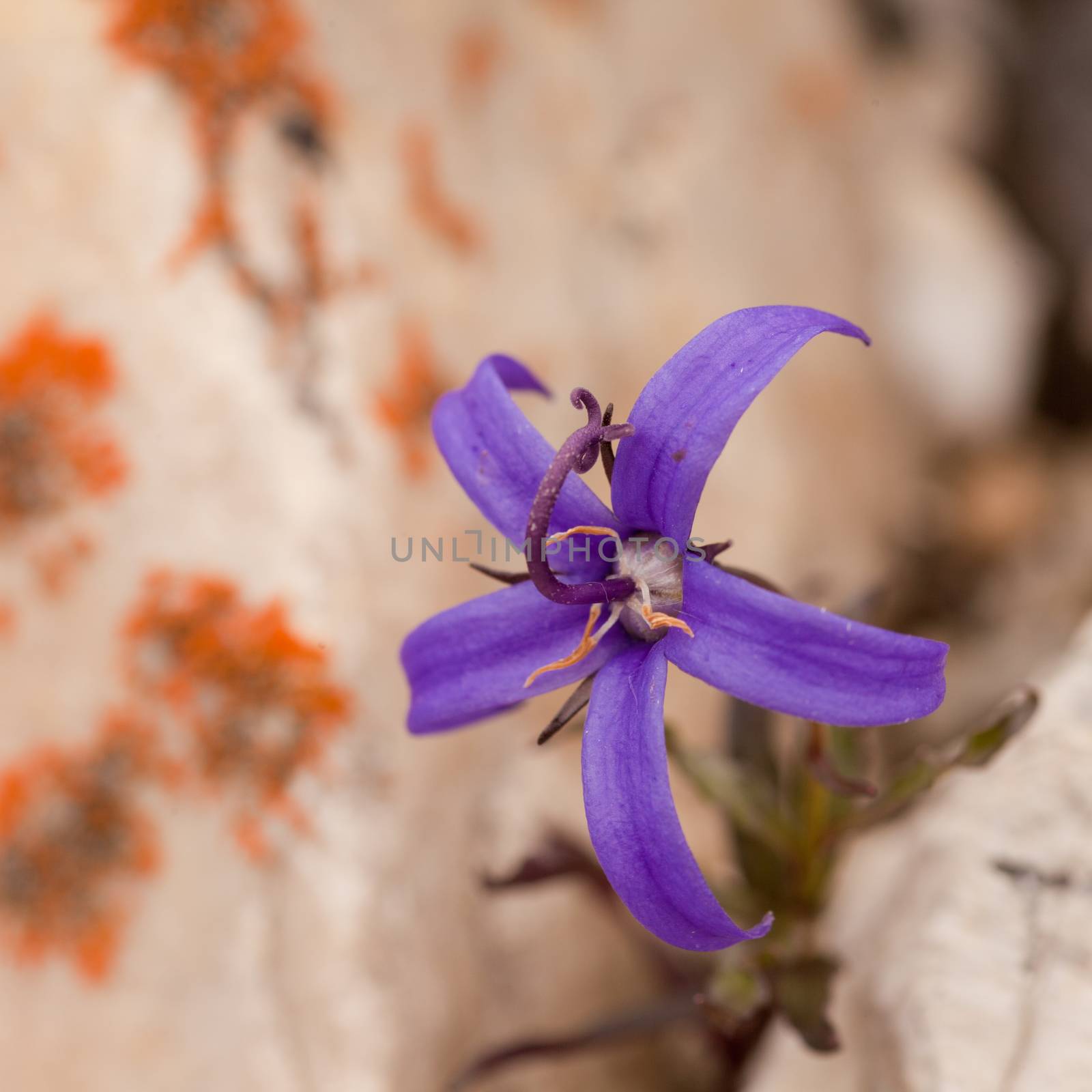 Wide open deep blue flower of Inky Gentain, Gentiana glauca, growing between rocks in alpine habitat