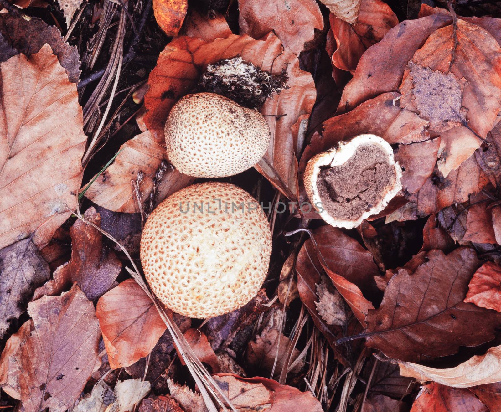 Common Earthball or Pigskin Poison Puffball, Scleroderma citrium, between brown autumn fall leaves