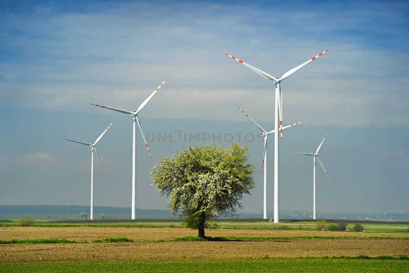 Wind turbine (farm, windpark, electric windmill) and a tree on the field and blue sky.