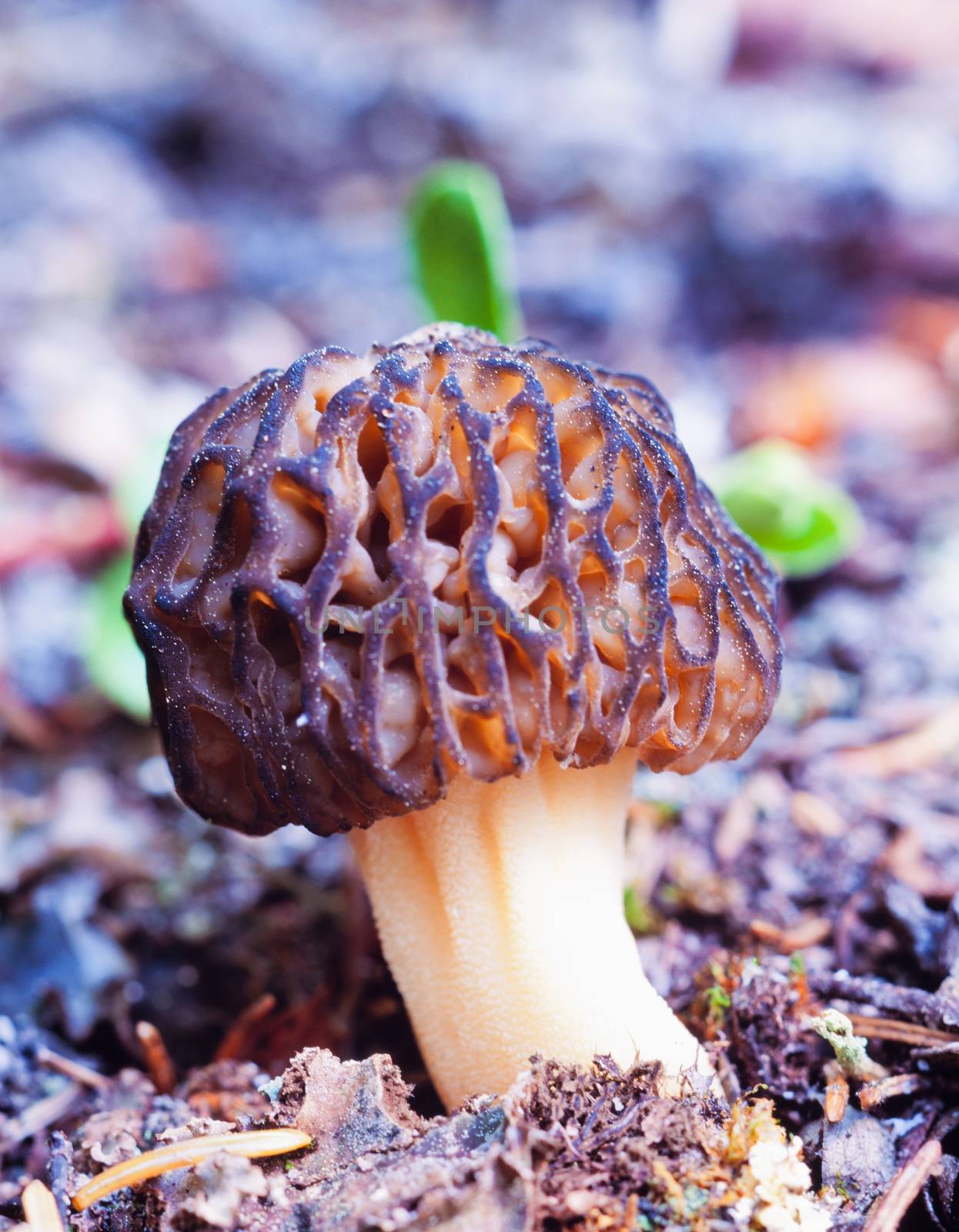 Black Morel Morchella elata mushroom forest floor by PiLens