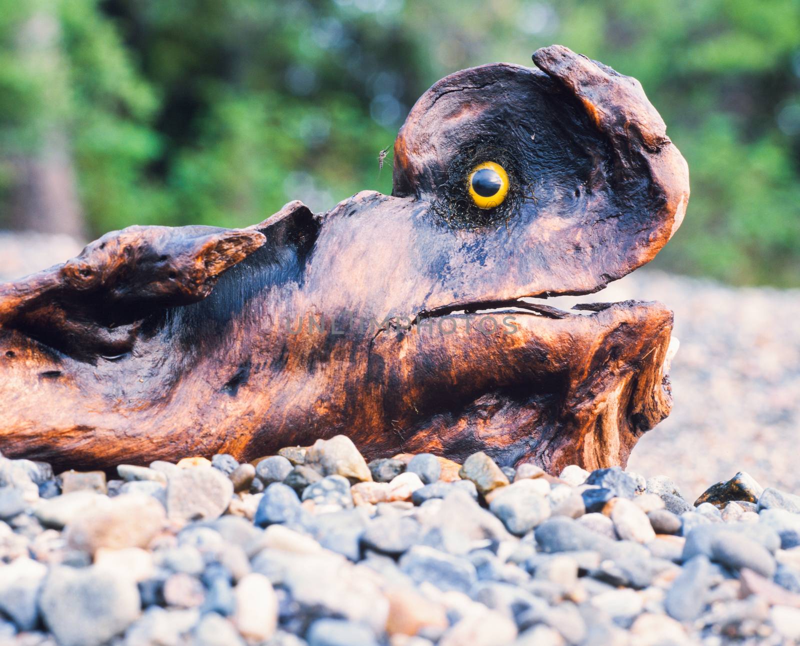 Fun fantasy driftwod chimera on shore gravel with sparkling orange eye