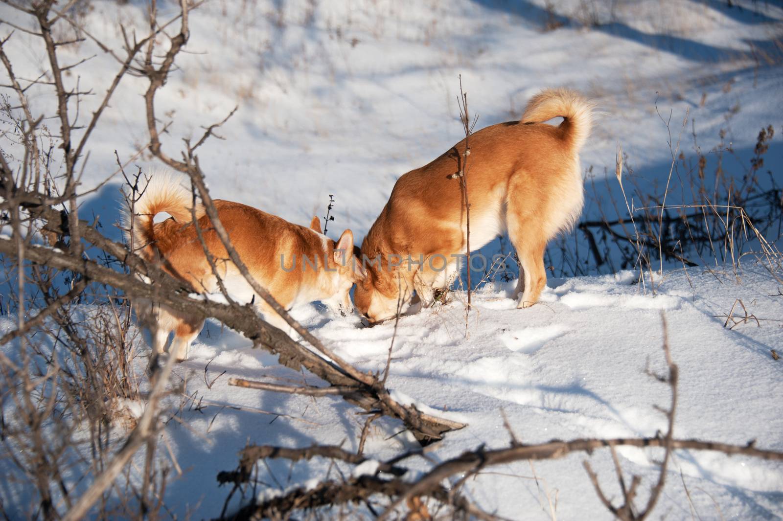 Two red dogs sniffing at snow. Winter forest.