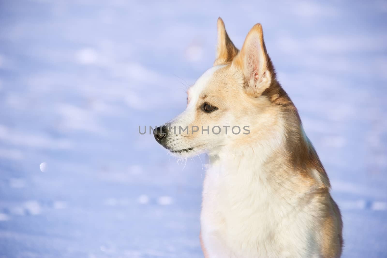 Portrait of a blond dog on a snow background.