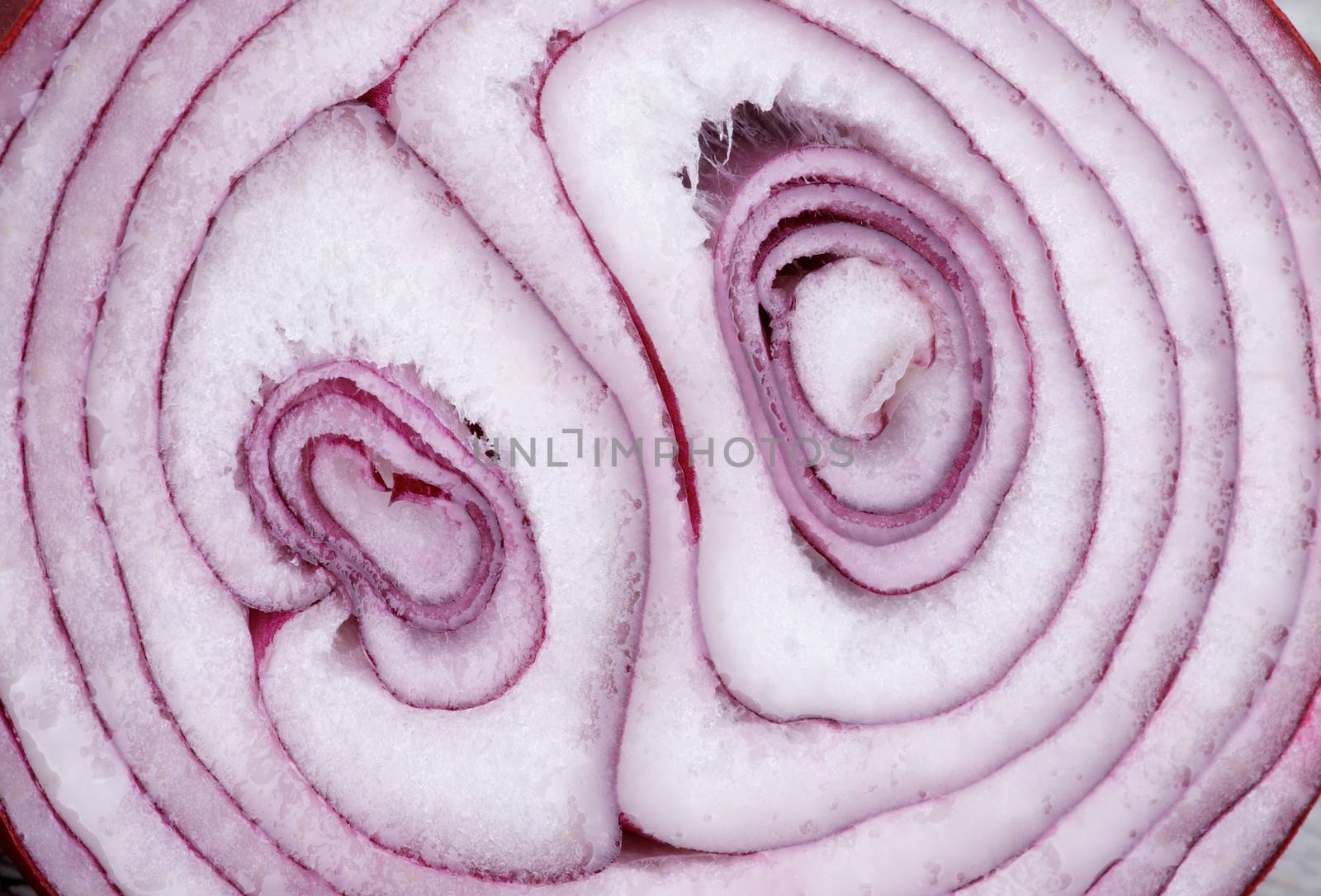 Background of Red Onion Slice Cross Section closeup