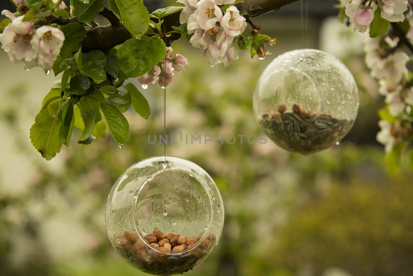 Bird feeders in glass in a blooming apple tree in spring on a rainy day
