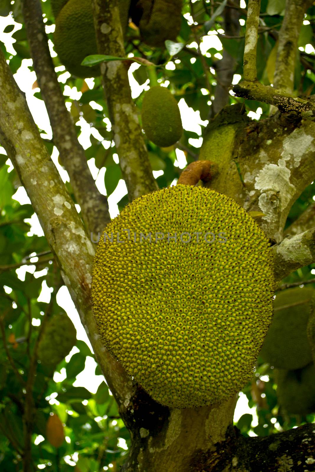 Jackfruit on the tree  by Thanamat