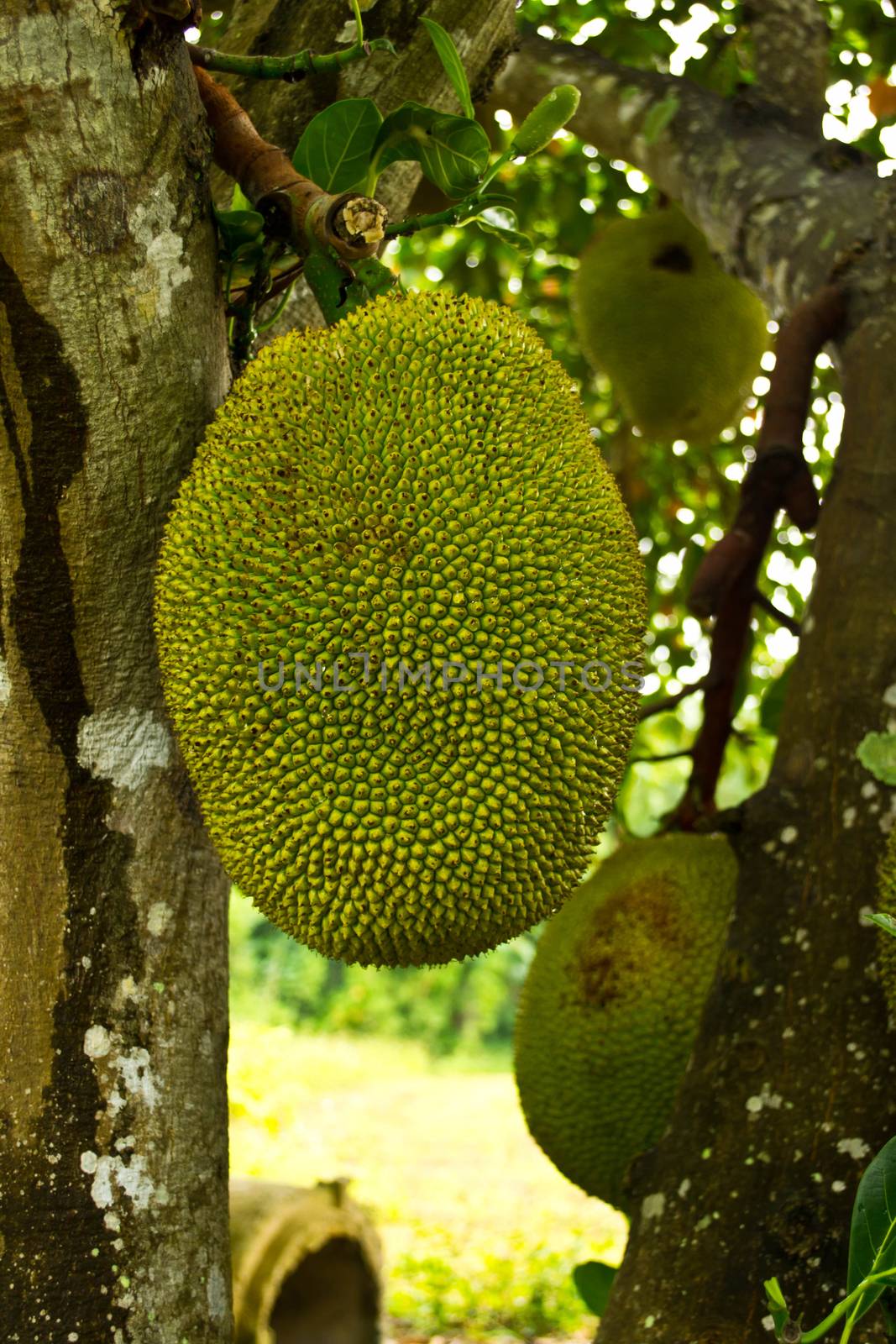 Jackfruit on the tree by Thanamat