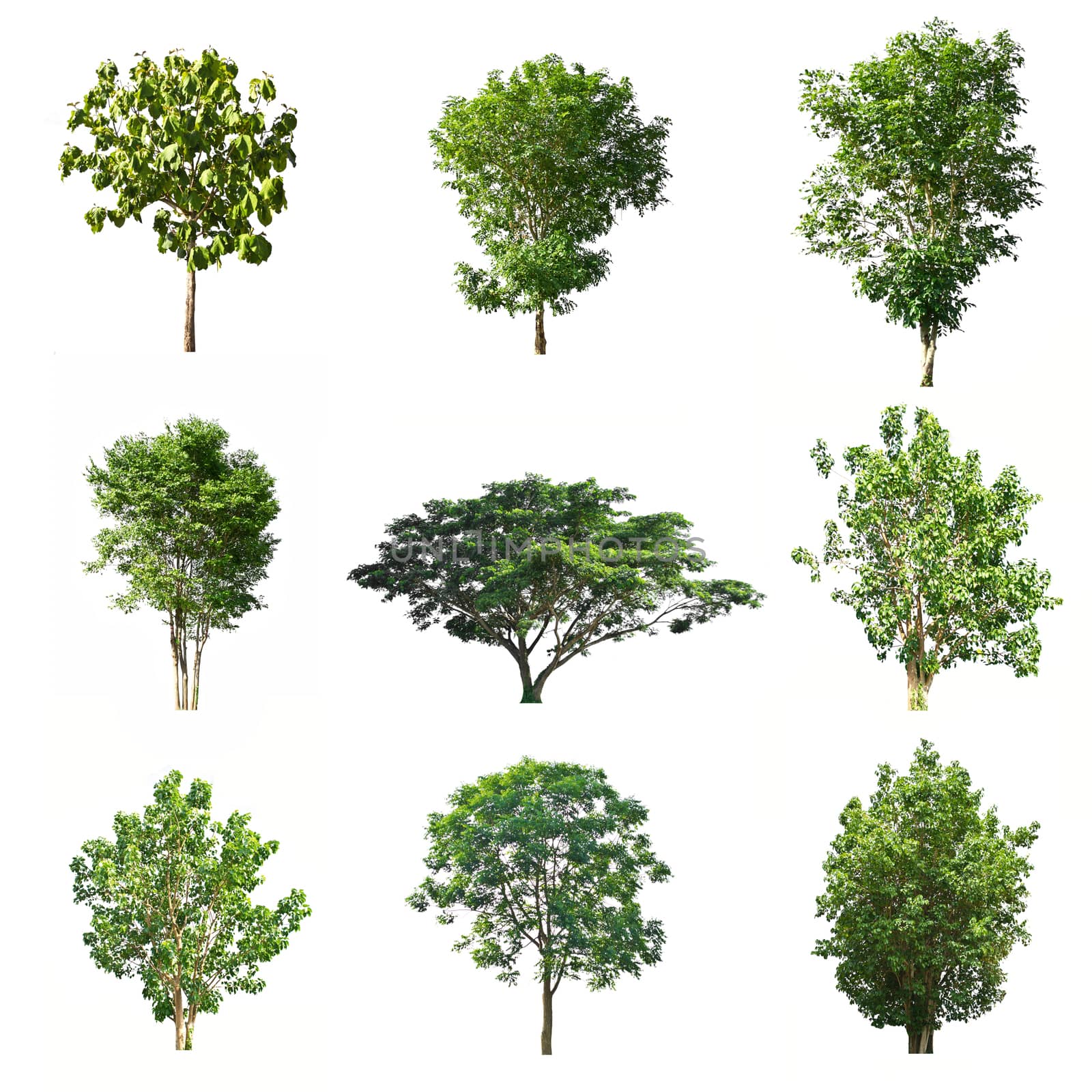 Set of trees isolated on white background by Thanamat