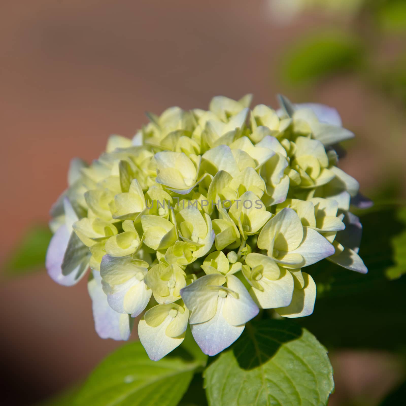 hydrangea bloom in a garden