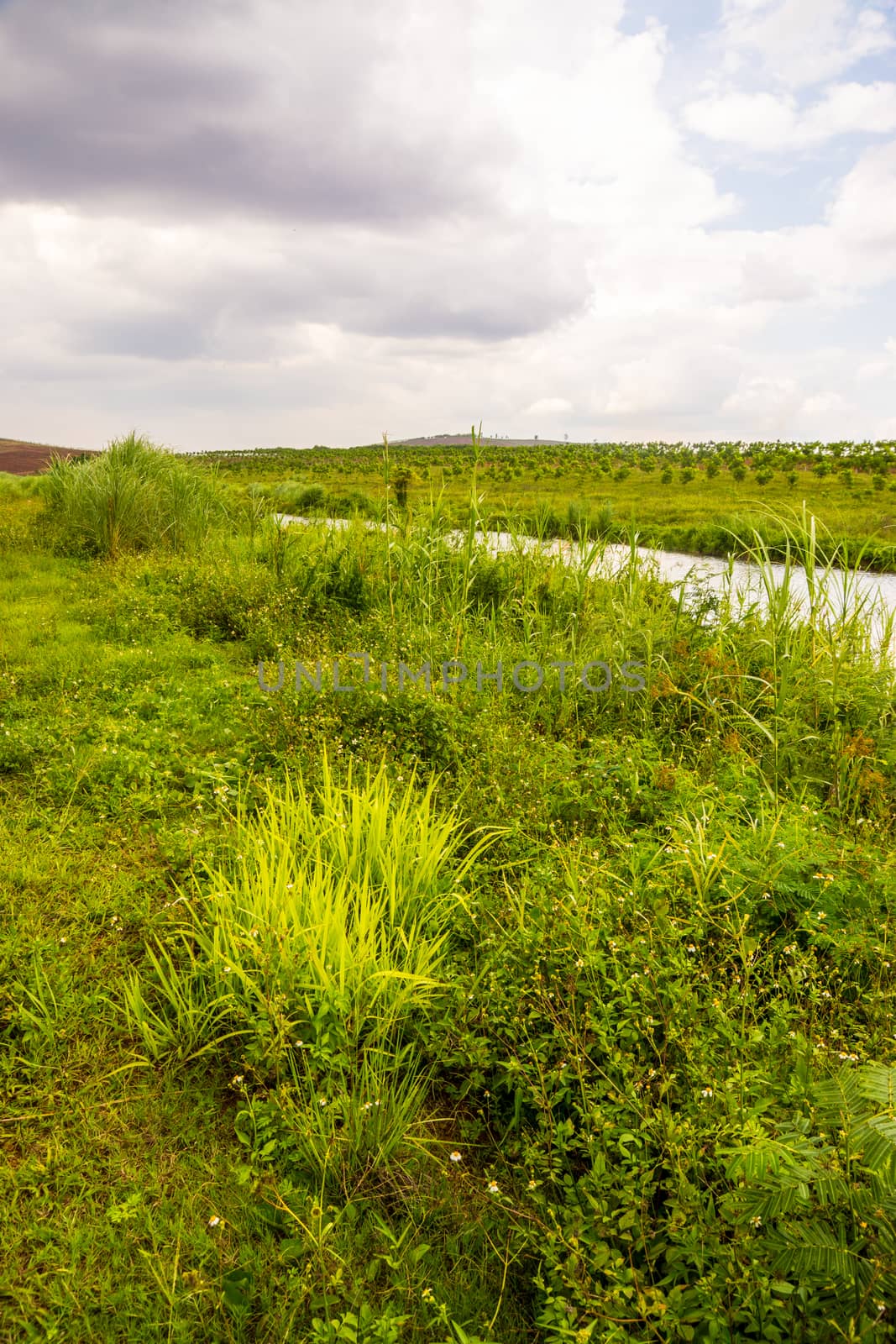 grass field and blue sky by nattapatt