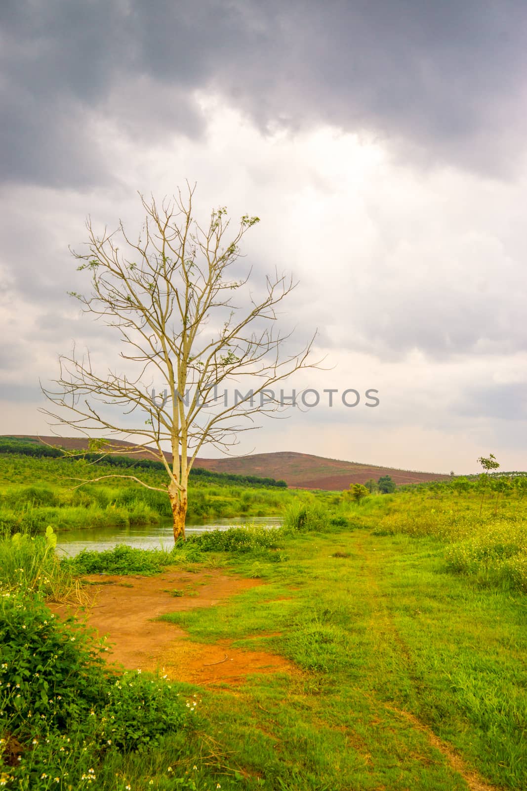 grass field and blue sky by nattapatt