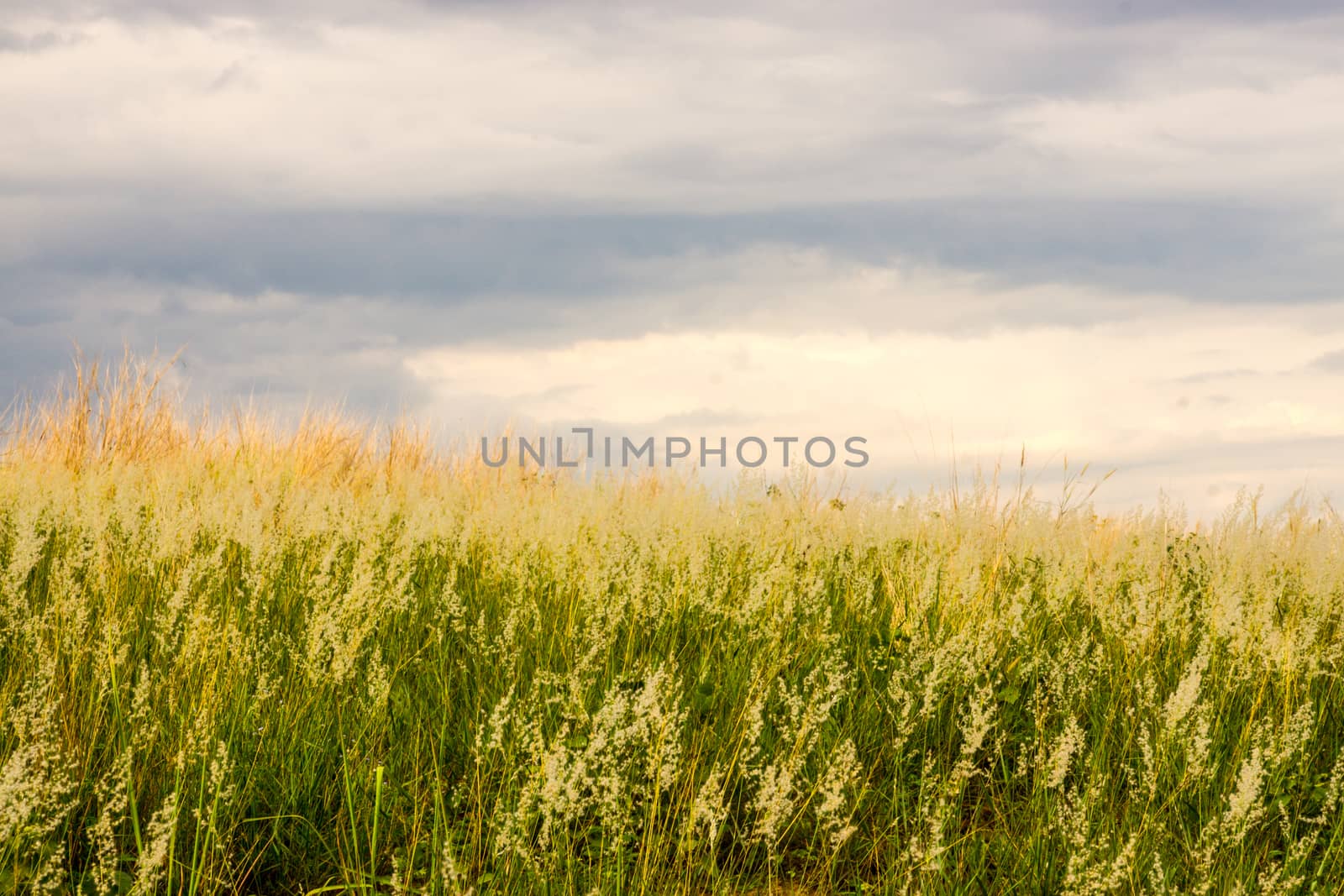 grass field and blue sky by nattapatt