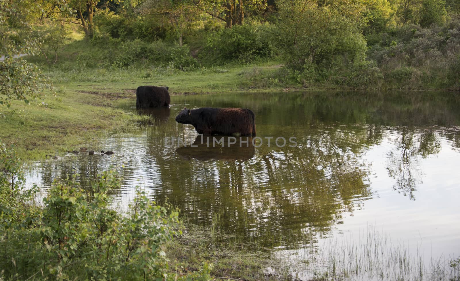 two big brow galloway cows in netherlands nature in small lake