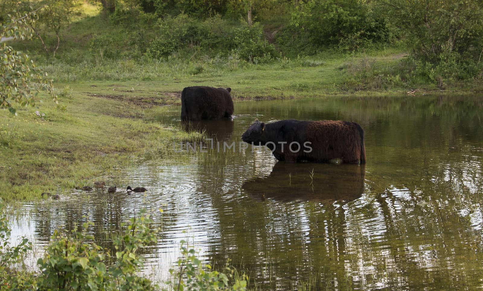 two big brow galloway cows in netherlands nature in small lake
