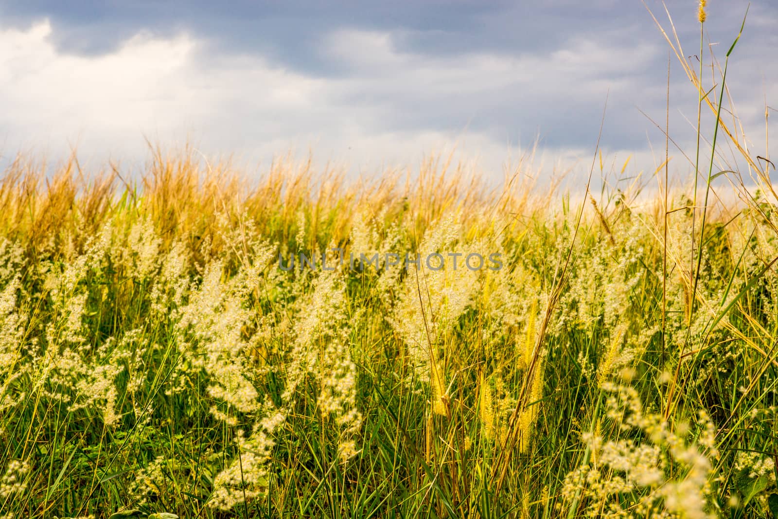 grass field and blue sky by nattapatt