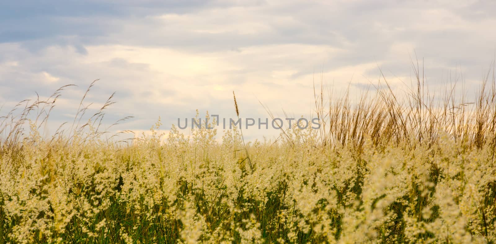 grass field and blue sky by nattapatt