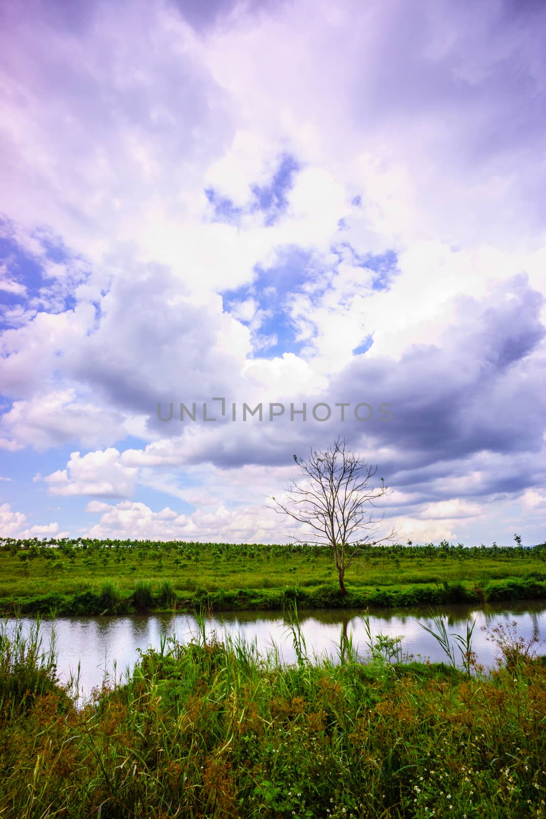 grass field and blue sky by nattapatt