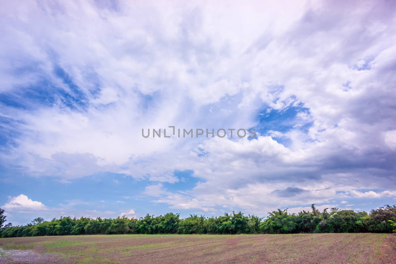 tree and blue sky by nattapatt