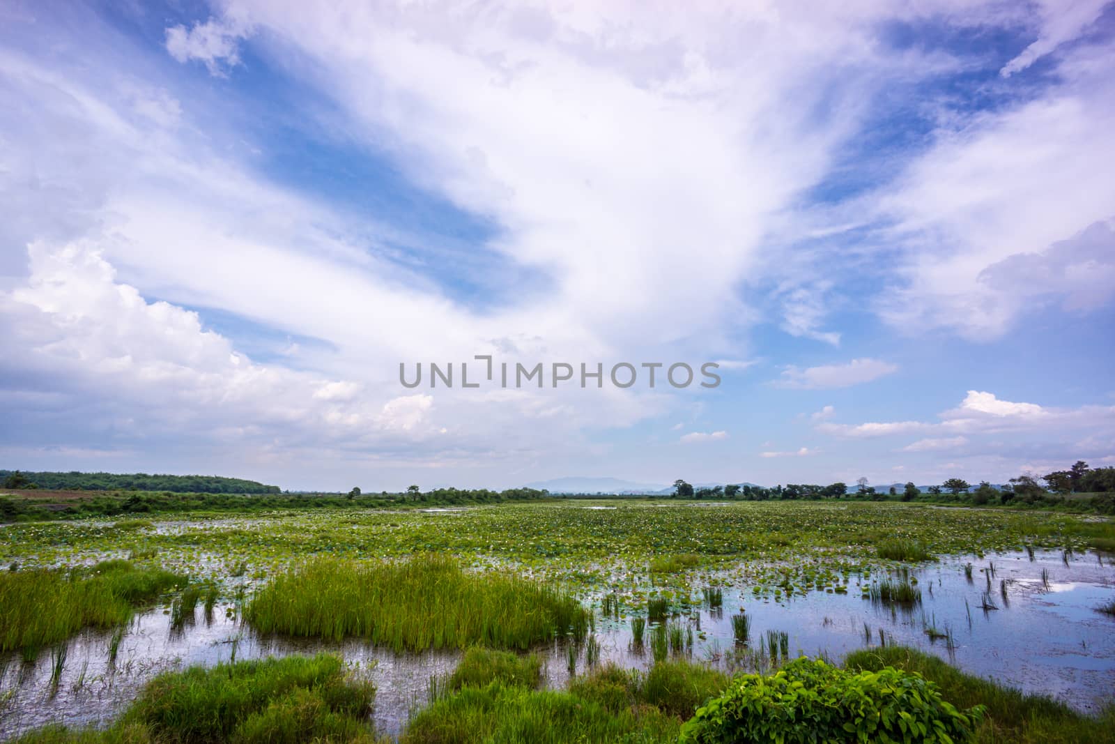 water plants and blue sky by nattapatt