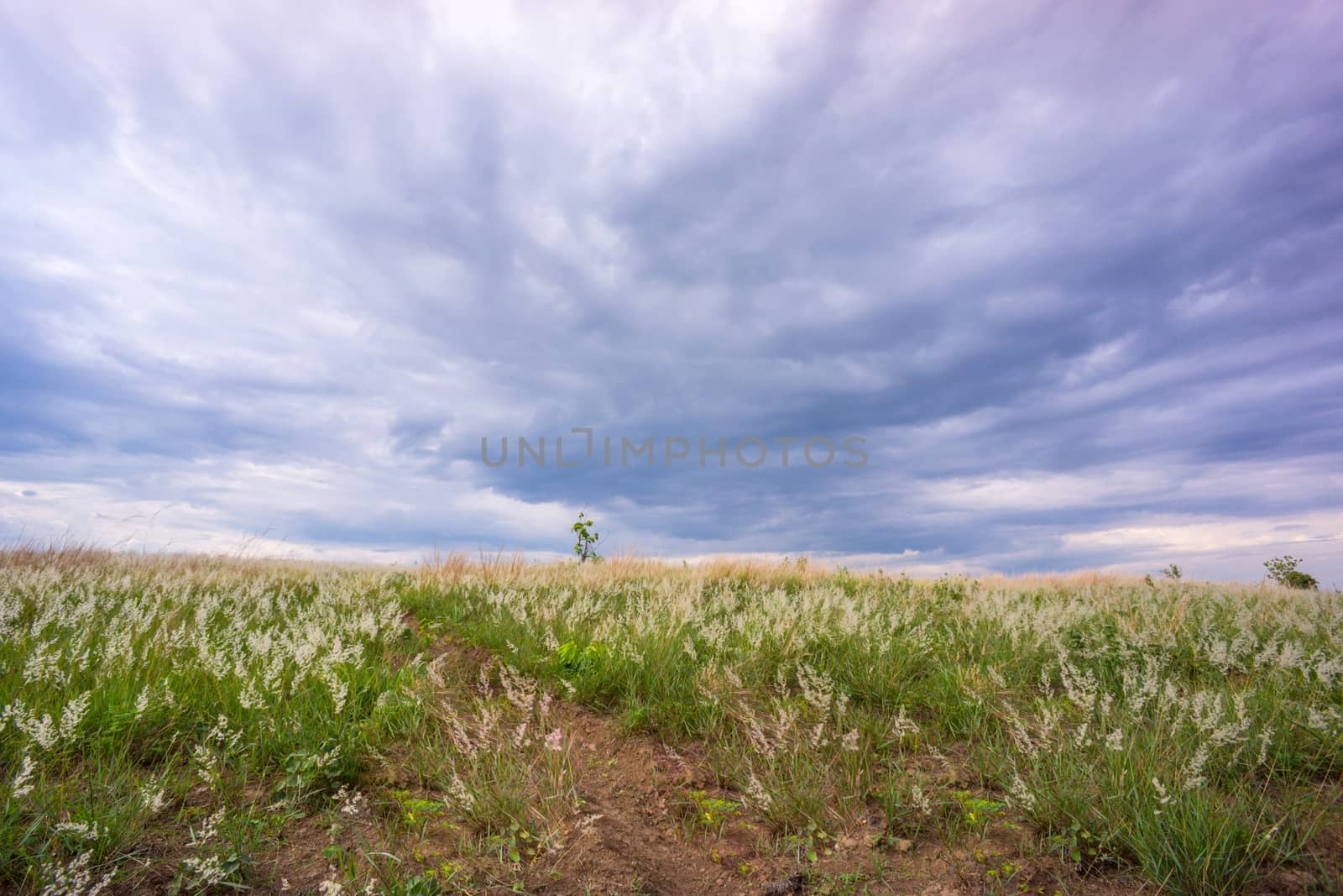 grass field and blue sky by nattapatt