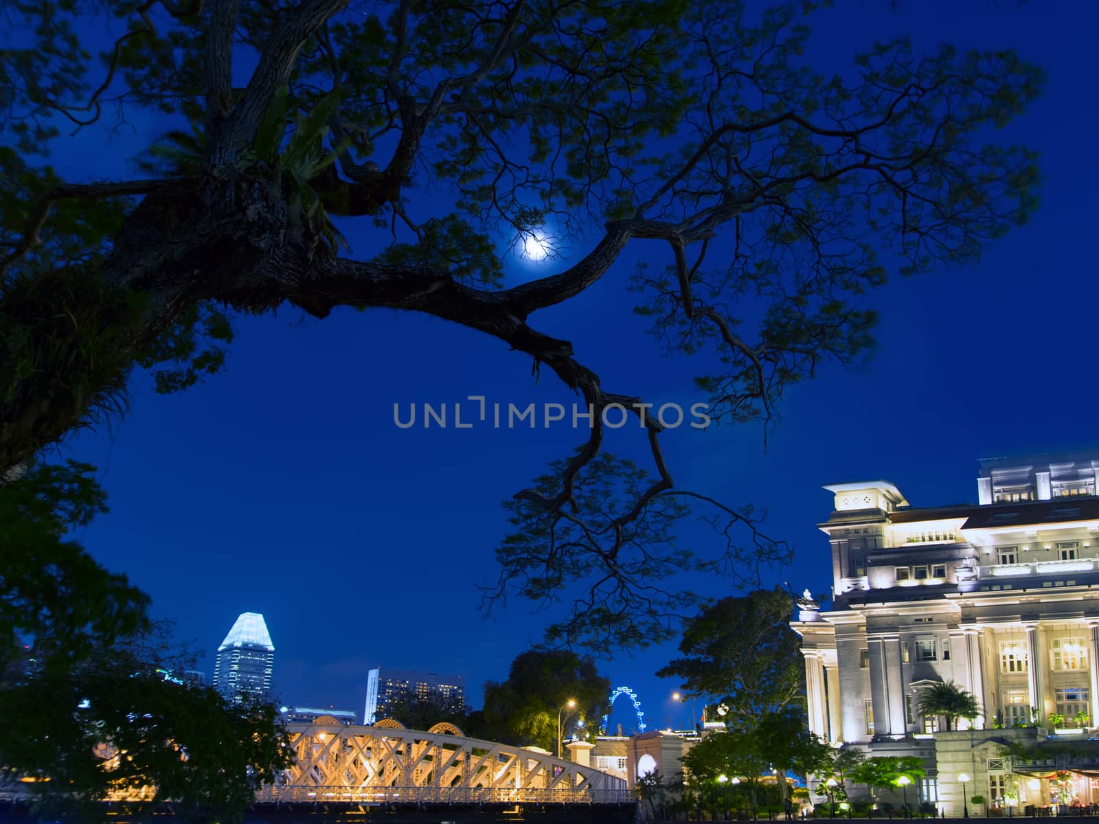 Tree and Moon. Singapore at Night. Center of Big City.
