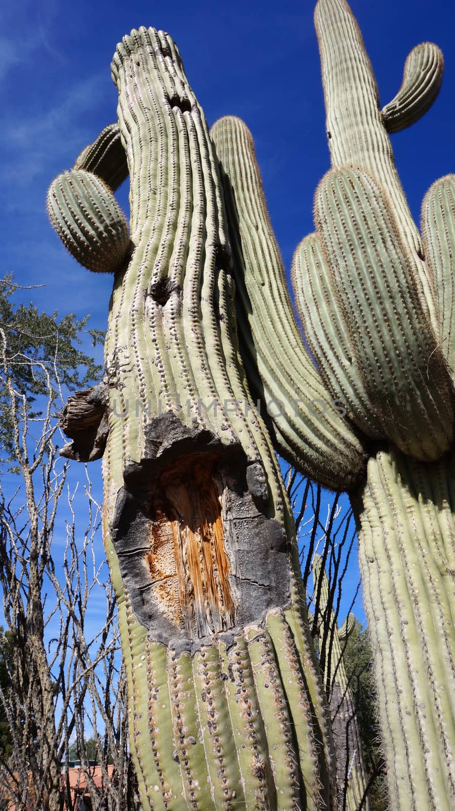 Tall Saguaro Cactus with blue sky as background by tang90246