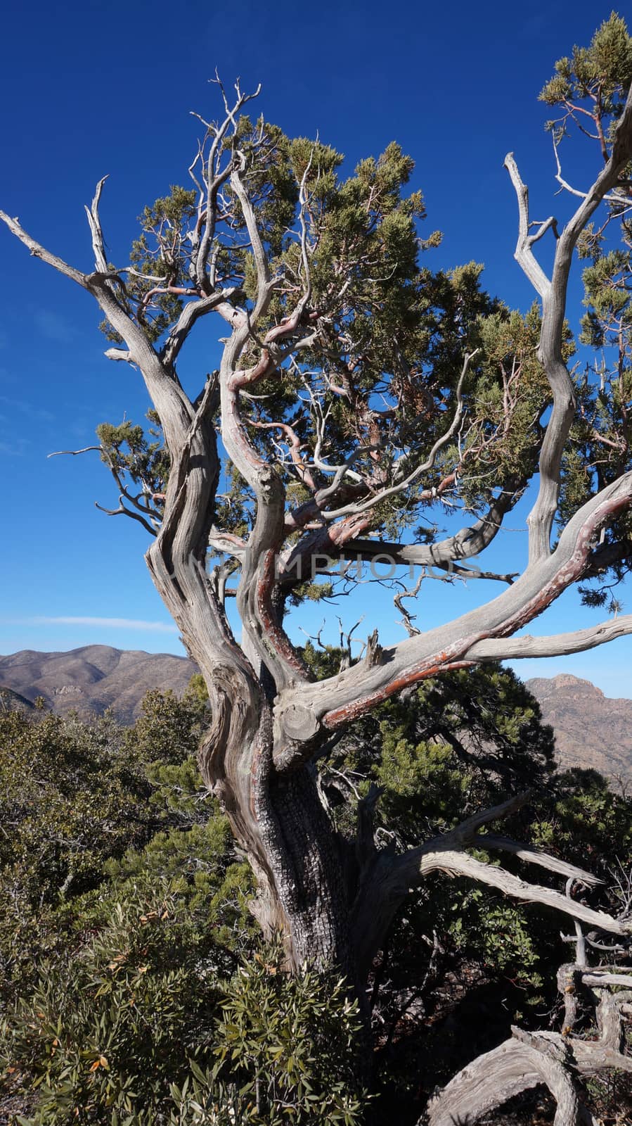 Old tree in the forest with blue sky