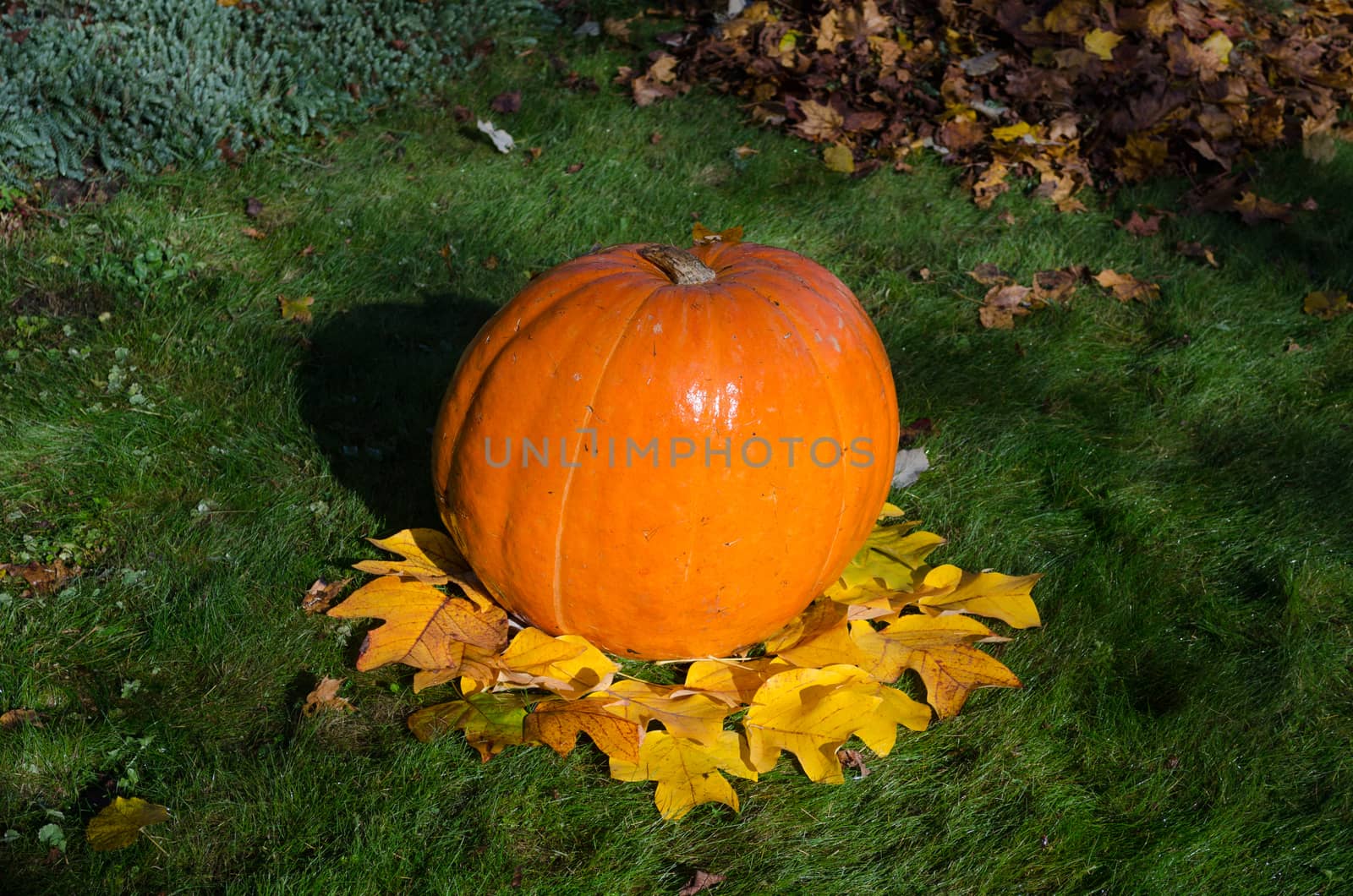 autumnal park yard dekoration with big orange pumpkin and leaves. Autumn nature concept.