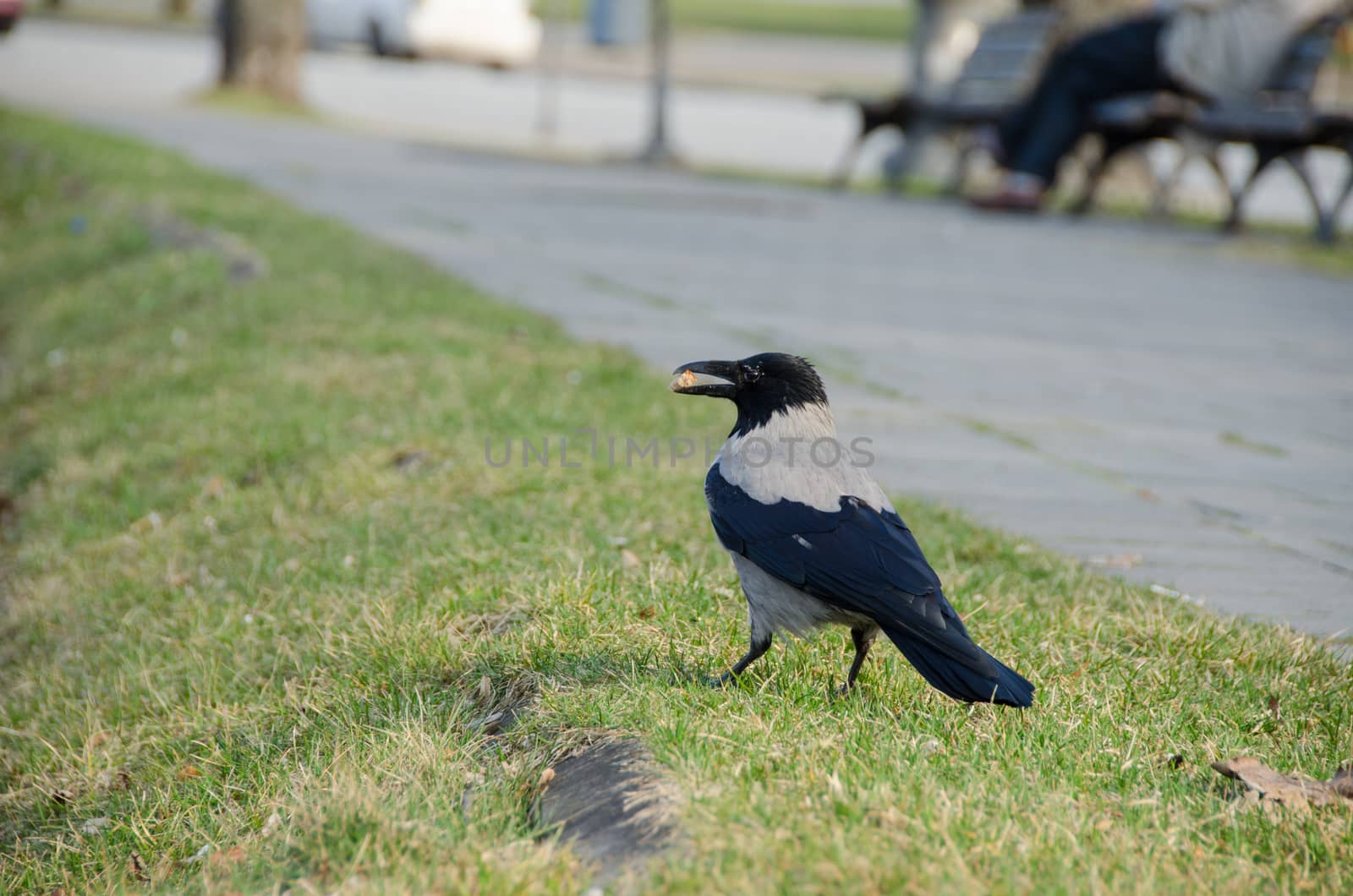 big black crow hold low breadcrumbs in beak at city park