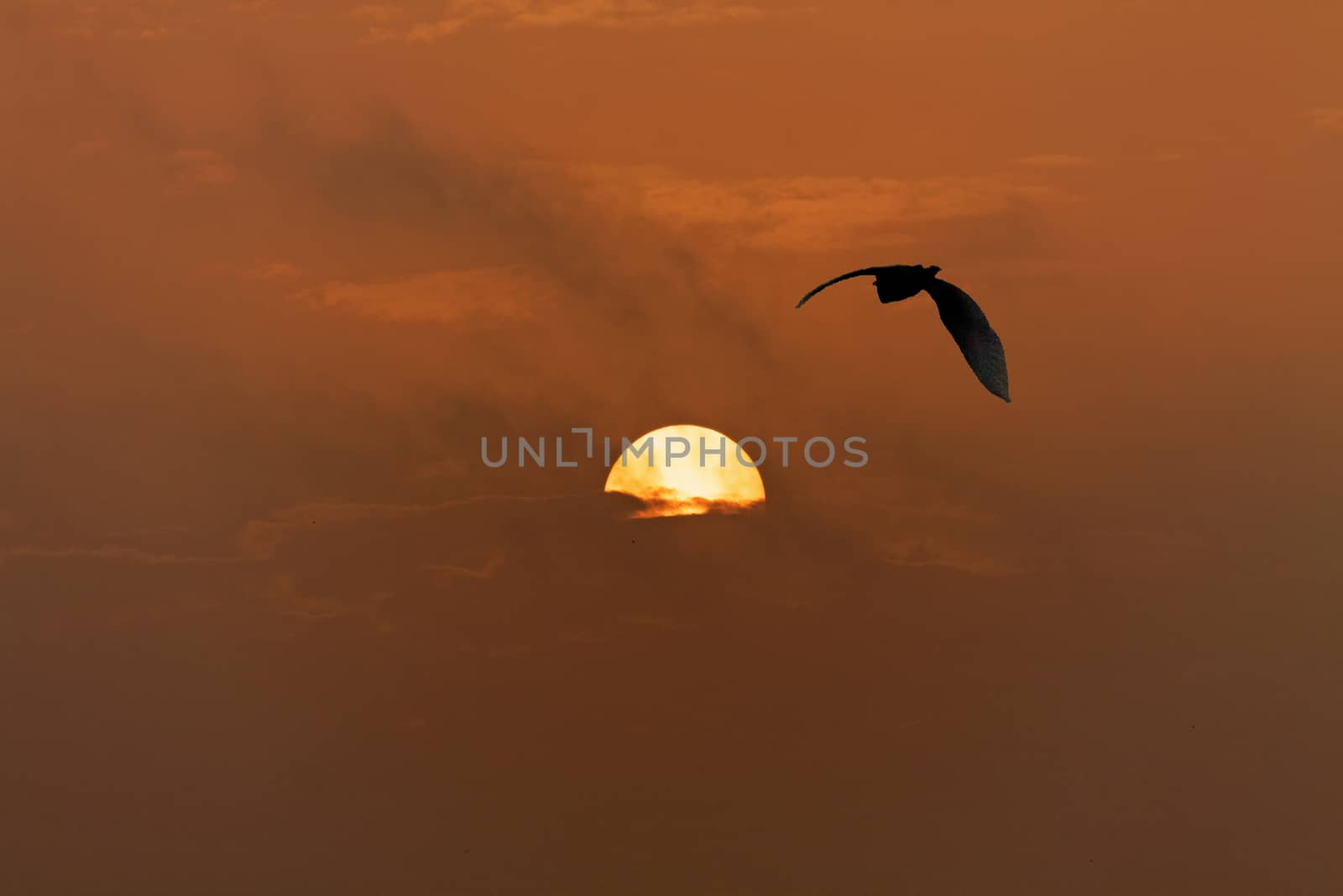 Dusty Pollution causes a Red Dawn and the silhoutte of a soaring bird into the sun results in a dramatic moody landscape